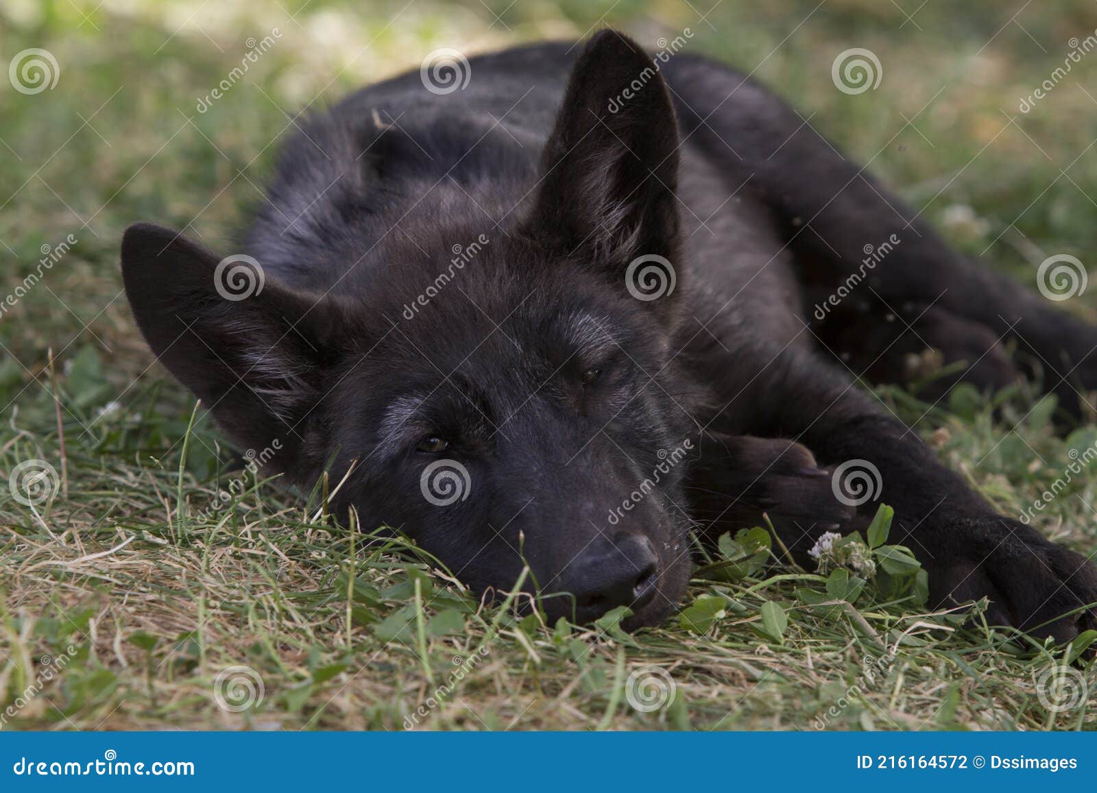 Tired Black Wolf Puppy stock photo. Image of predator 216164572
