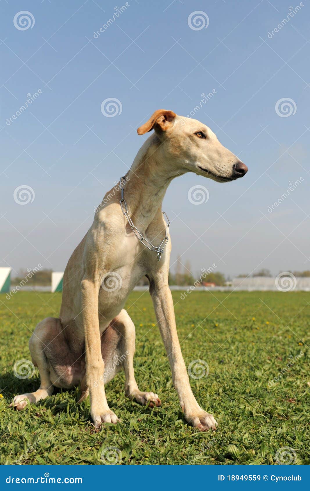Young greyhound stock image. Image of cute, canine, whippet 18949559