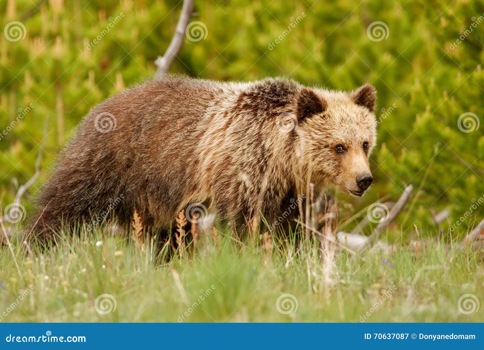 Young Grizzly Bear in Yellowstone National Park, Wyoming Stock Image ...