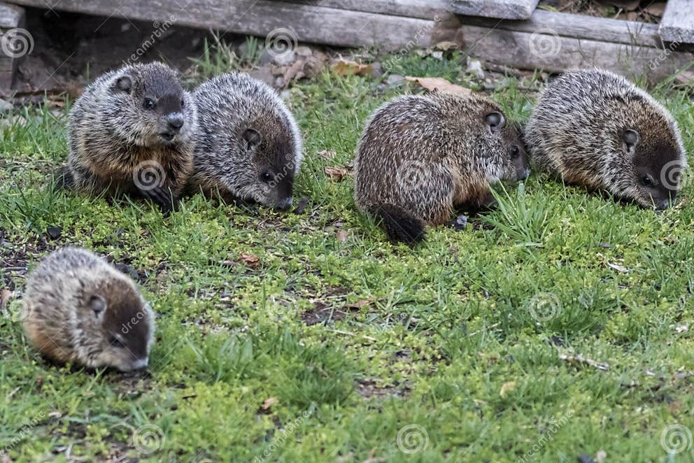 Five Young Groundhog Kit Eating Grass Near Shed in Springtime Stock