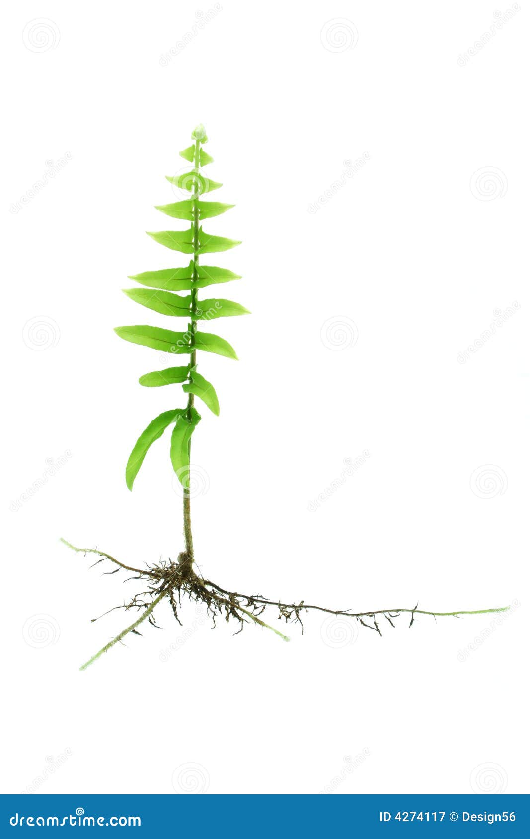 Young Growing Fern Plant With Roots Stock Image Image 4274117