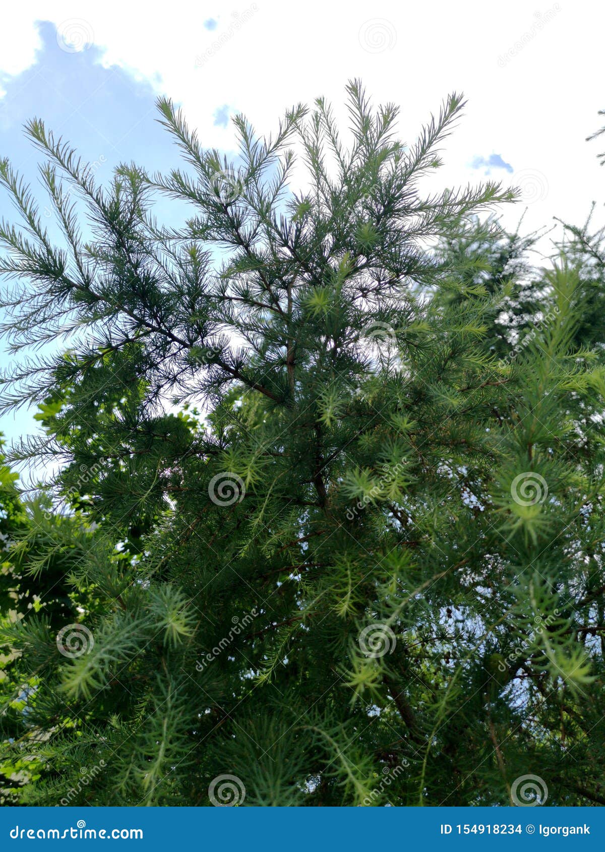 young growing fir trees