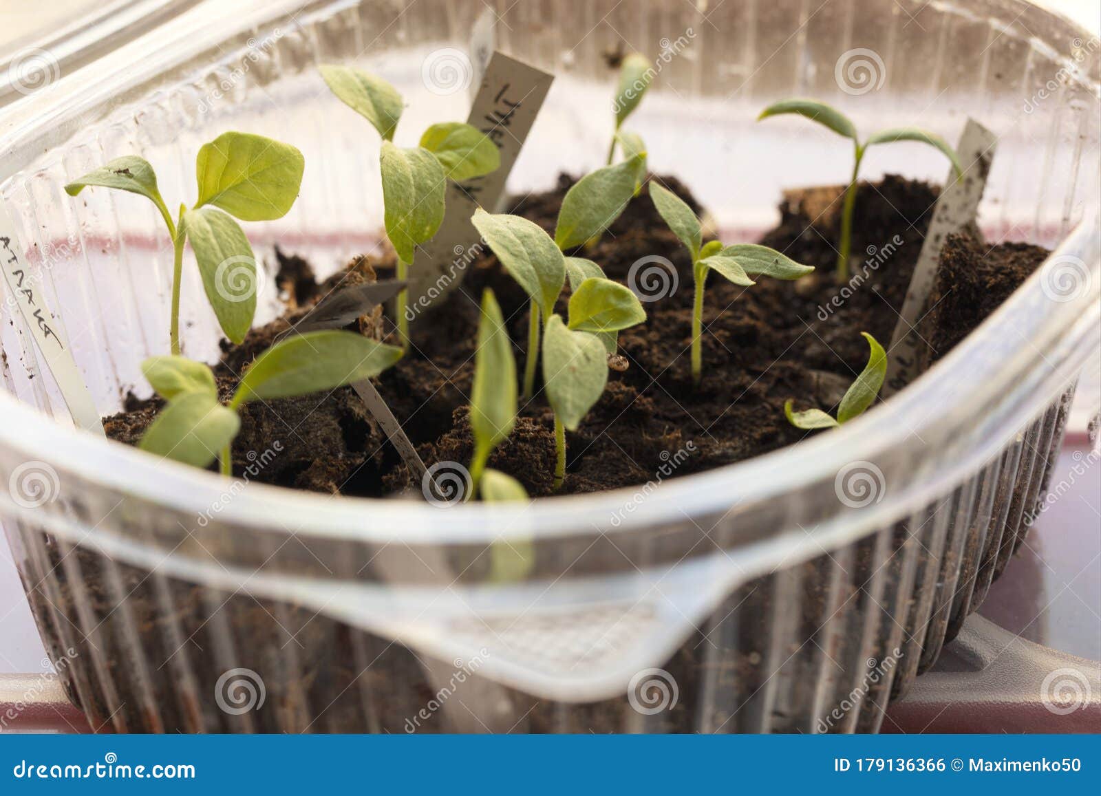 Young Growth of Eggplant Sprouts in Pot. Selective Focus. Stock Photo Image of sprout, farm