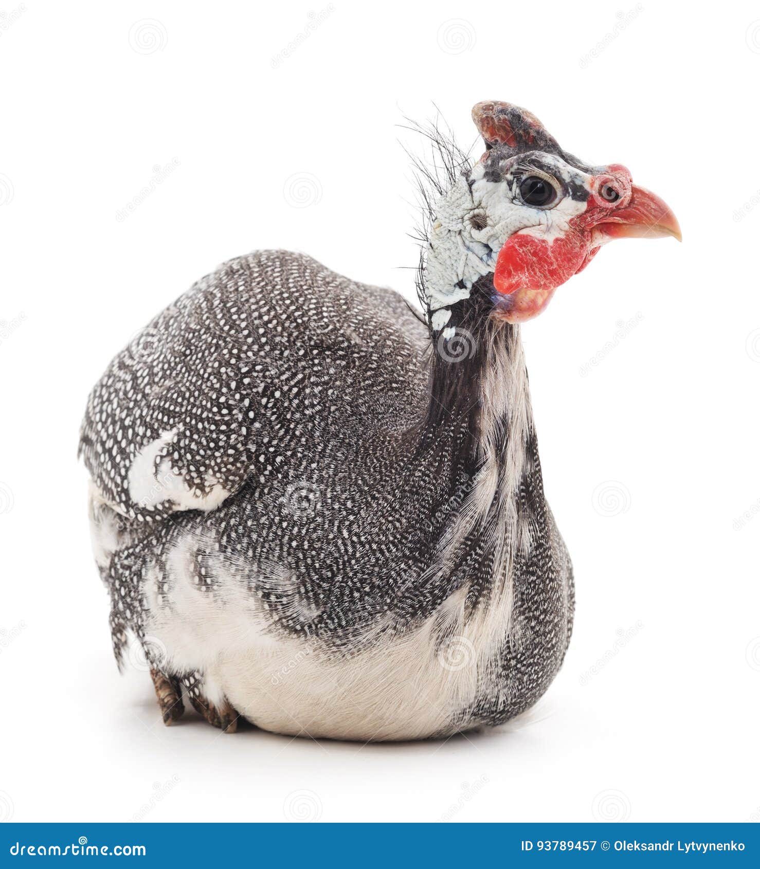 young guinea fowl.