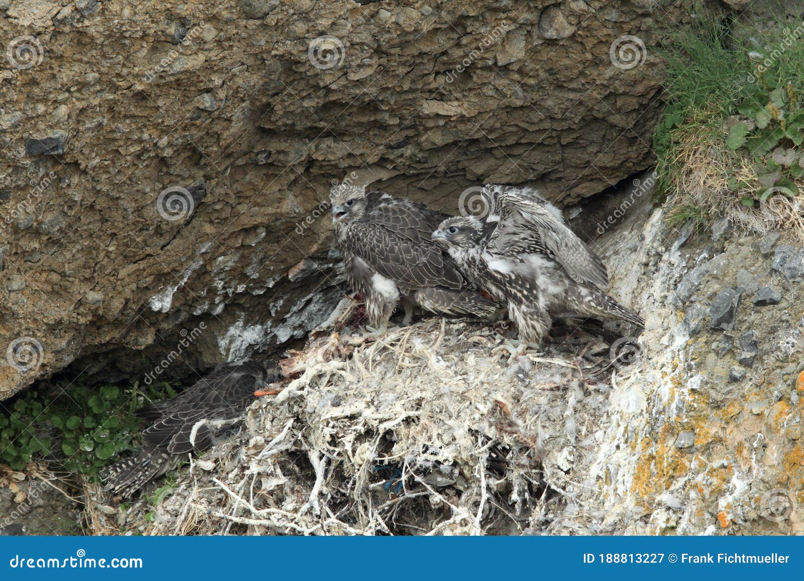 Young Gyrfalcon (Falco Rusticolus) in the Nest Iceland Stock Image ...