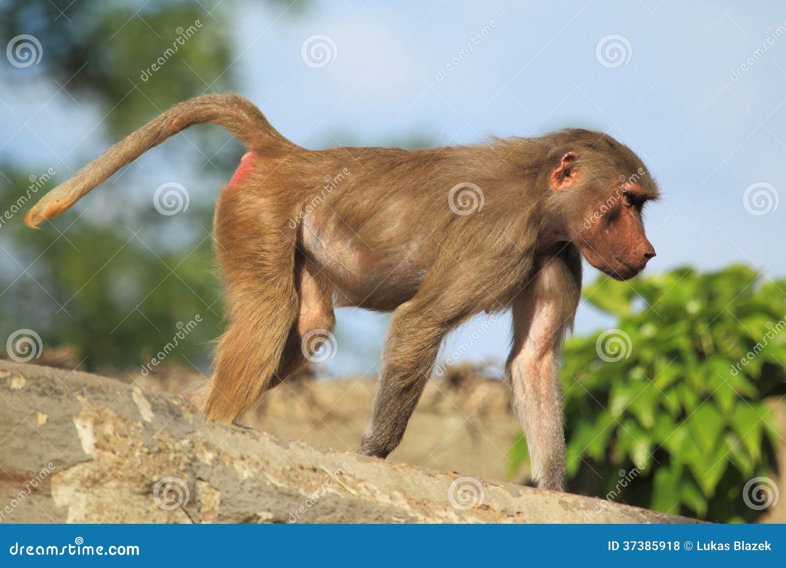 young hamadryas baboon