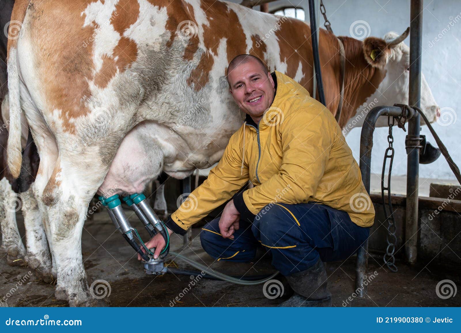 Young Farmer Milking Cows