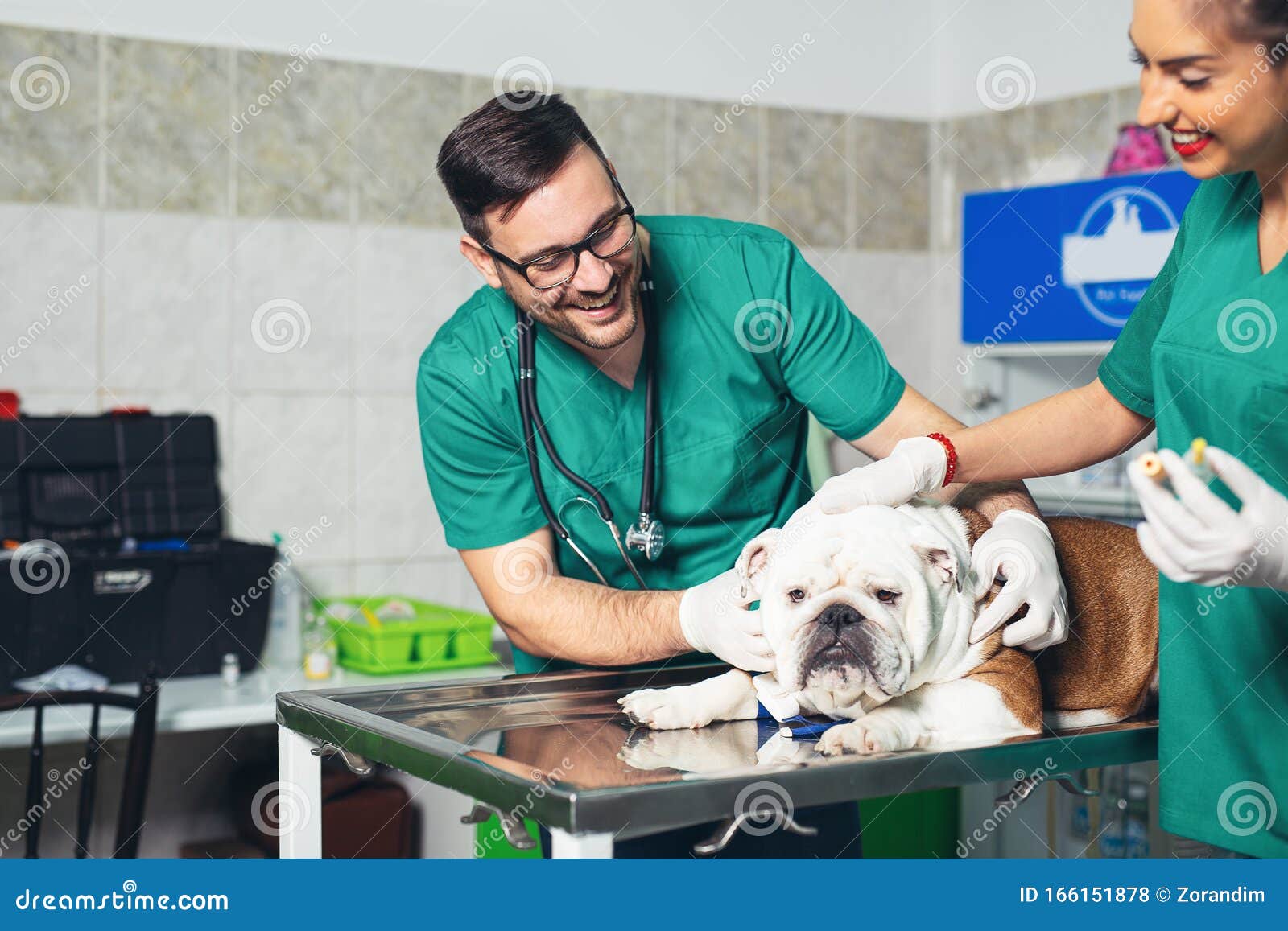 happy veterinarians examining dog in clinic. dog at the vet clinic.
