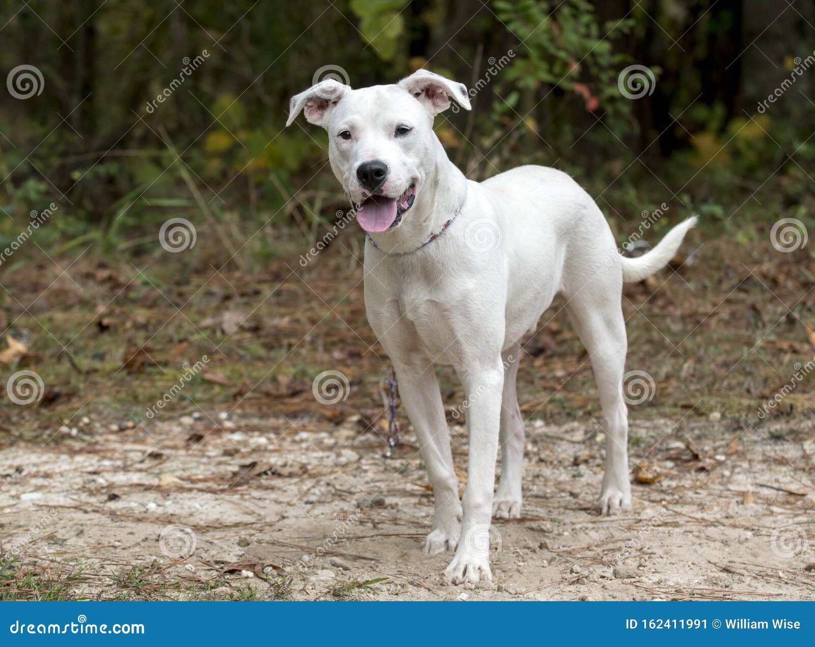 Young Happy White Pitbull Terrier Dog Outside On Leash Stock Image Image Of Pitbull Shelter 162411991