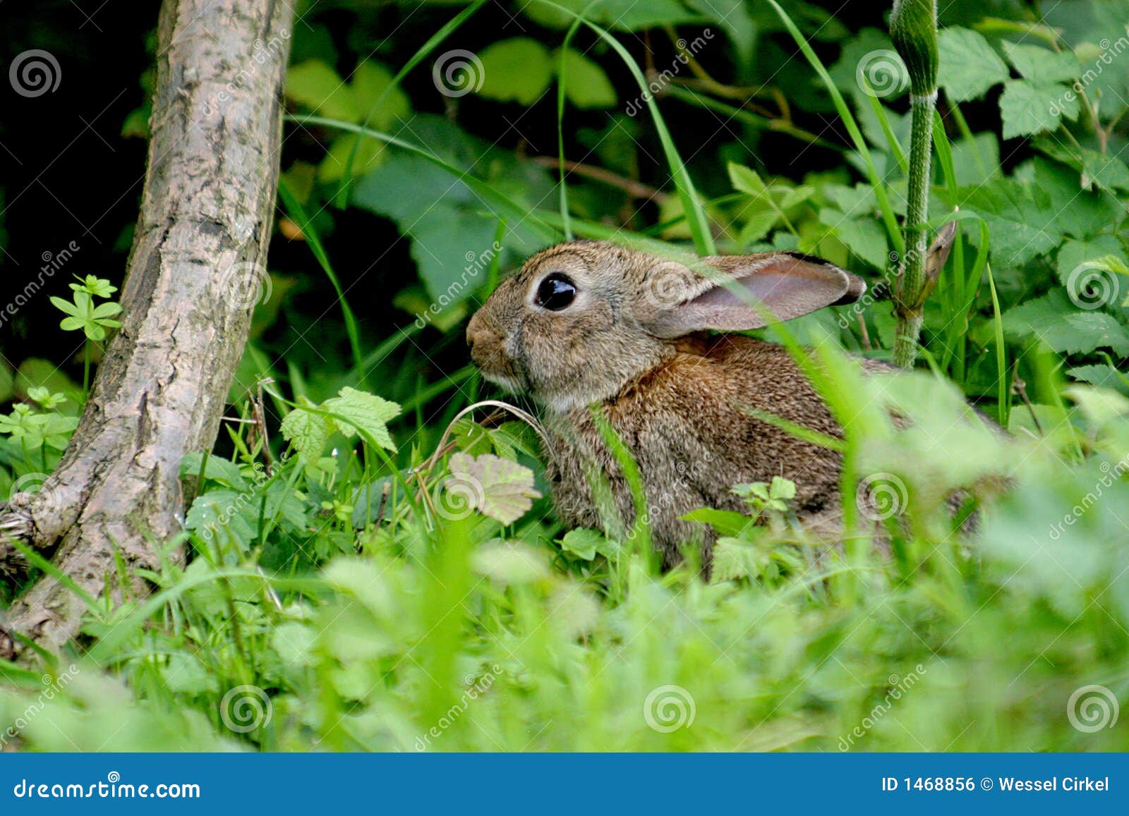 a young hare in wood