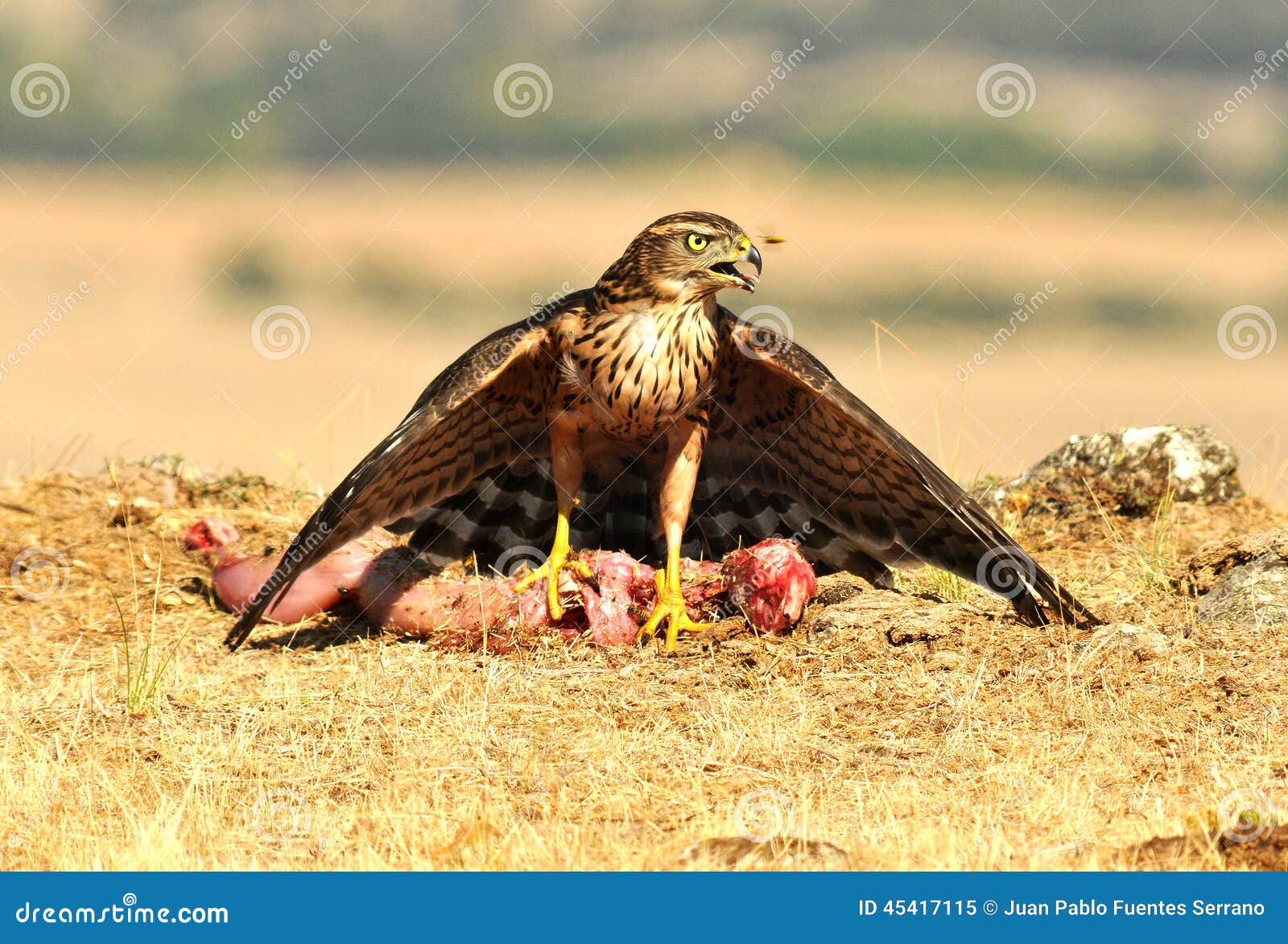 Young Hawk Poses with Food in the Field Stock Image Biology Diagrams