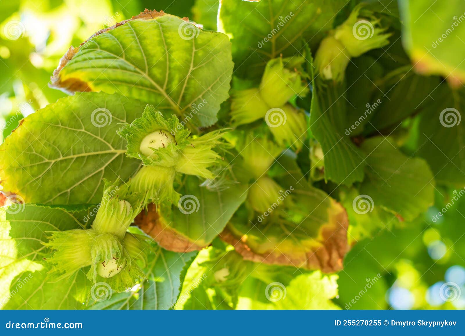 Young Hazel, Green Hazelnut Nuts, Grow on a Tree Stock Image Image of