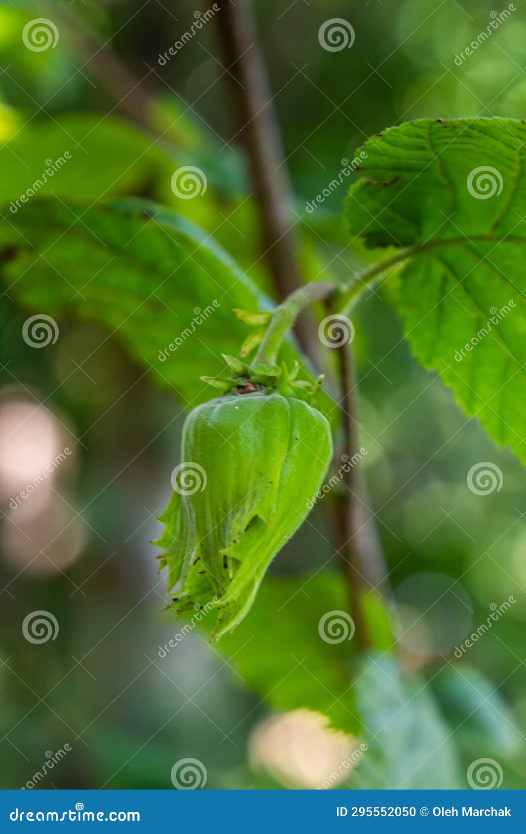Young Hazel, Green Hazelnut Nuts, Grow on a Tree. Stock Photo Image