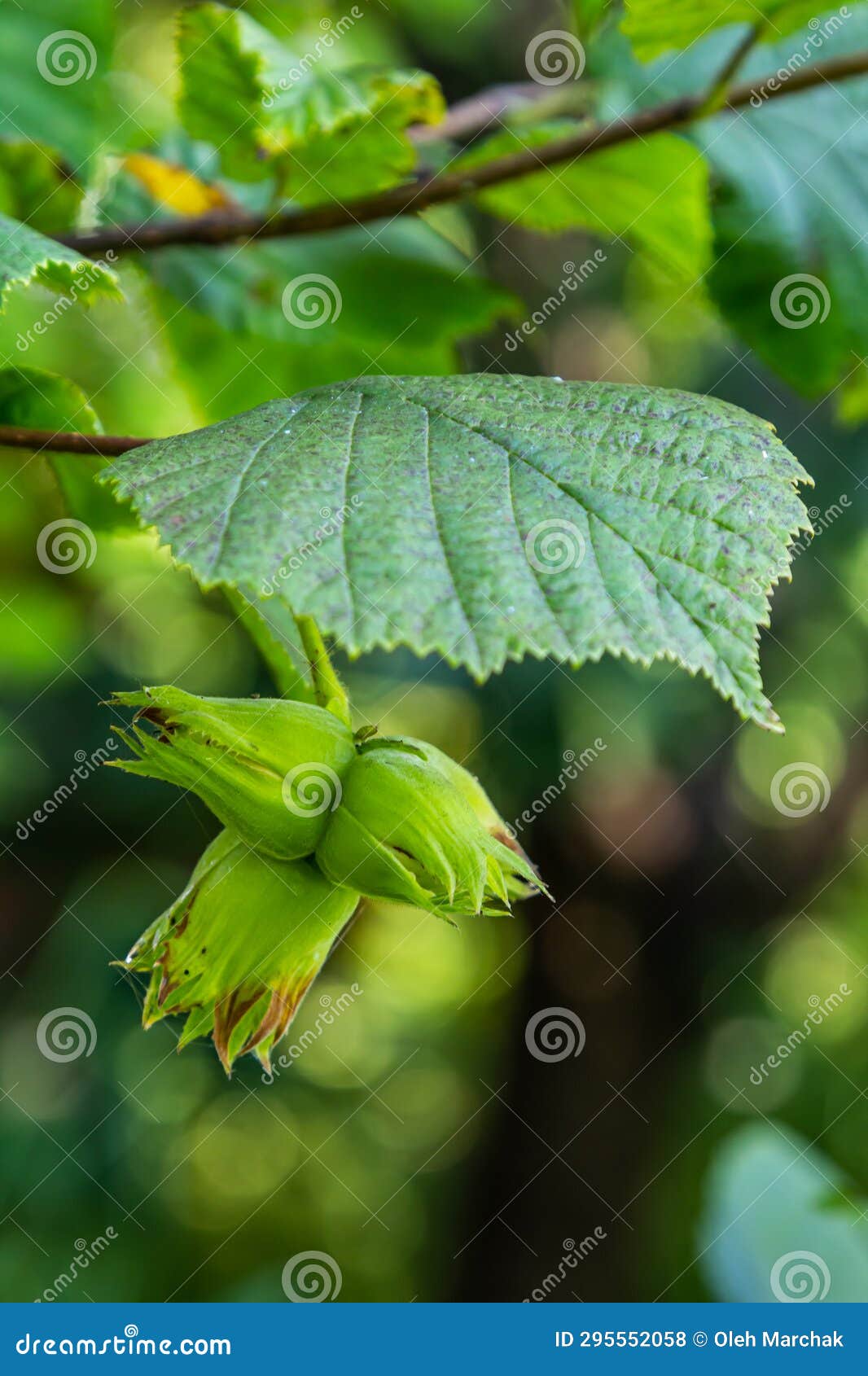 Young Hazel, Green Hazelnut Nuts, Grow on a Tree Stock Photo Image of