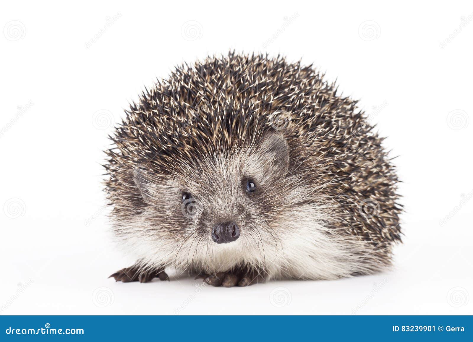young hedgehog  background