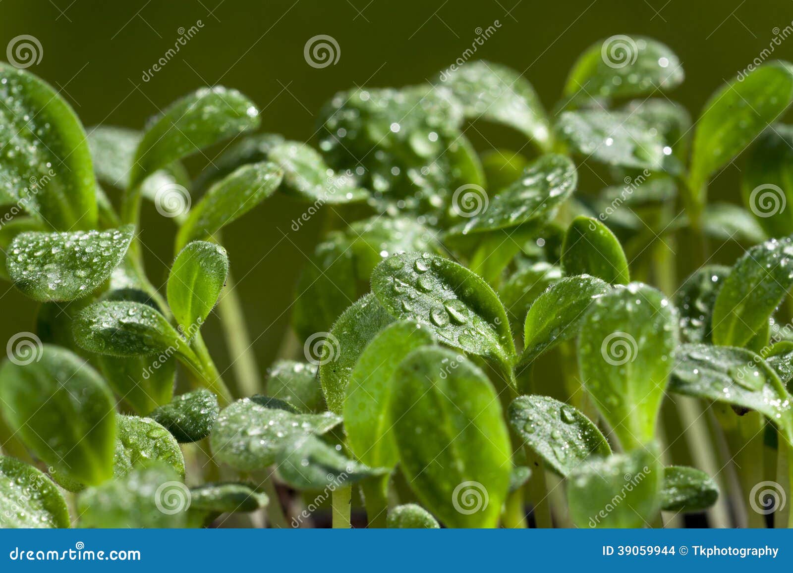 Young Herb Plants of the Borage Seedling Stock Photo Image of flora, nature 39059944