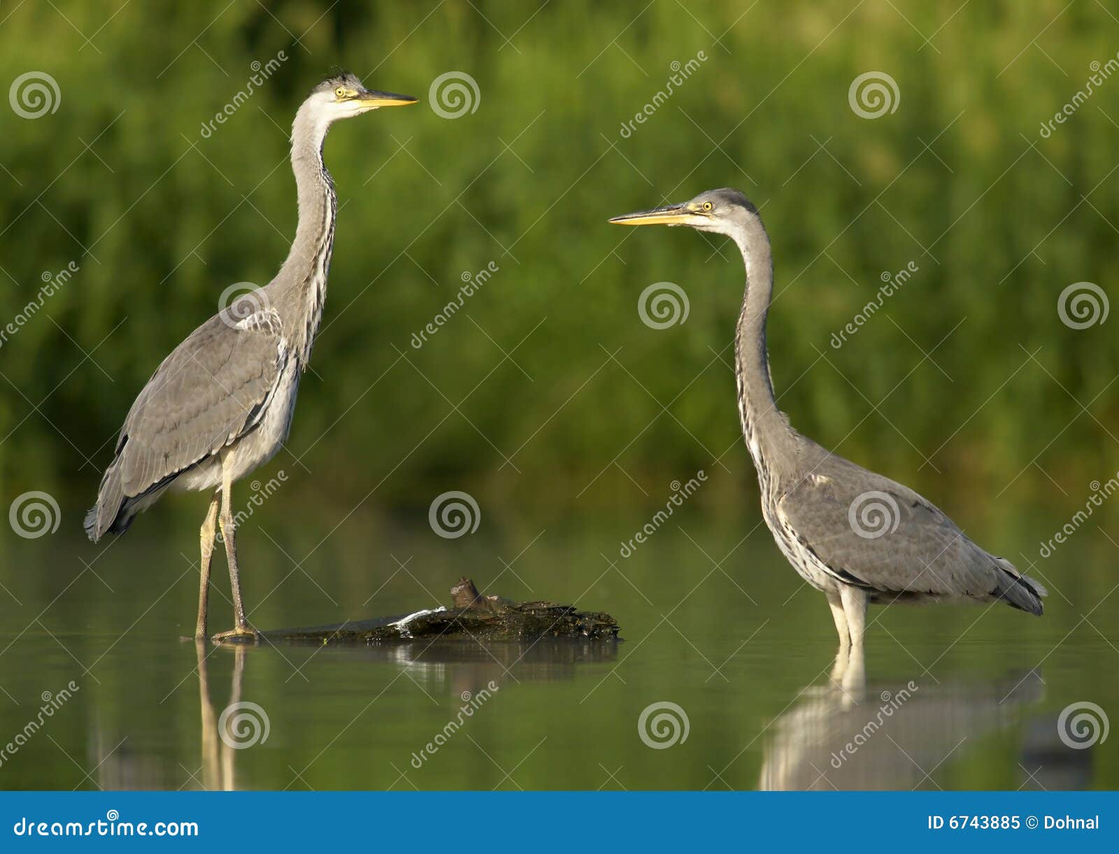 Young herons stock image. Image of grey, shoal, wildlife 6743885