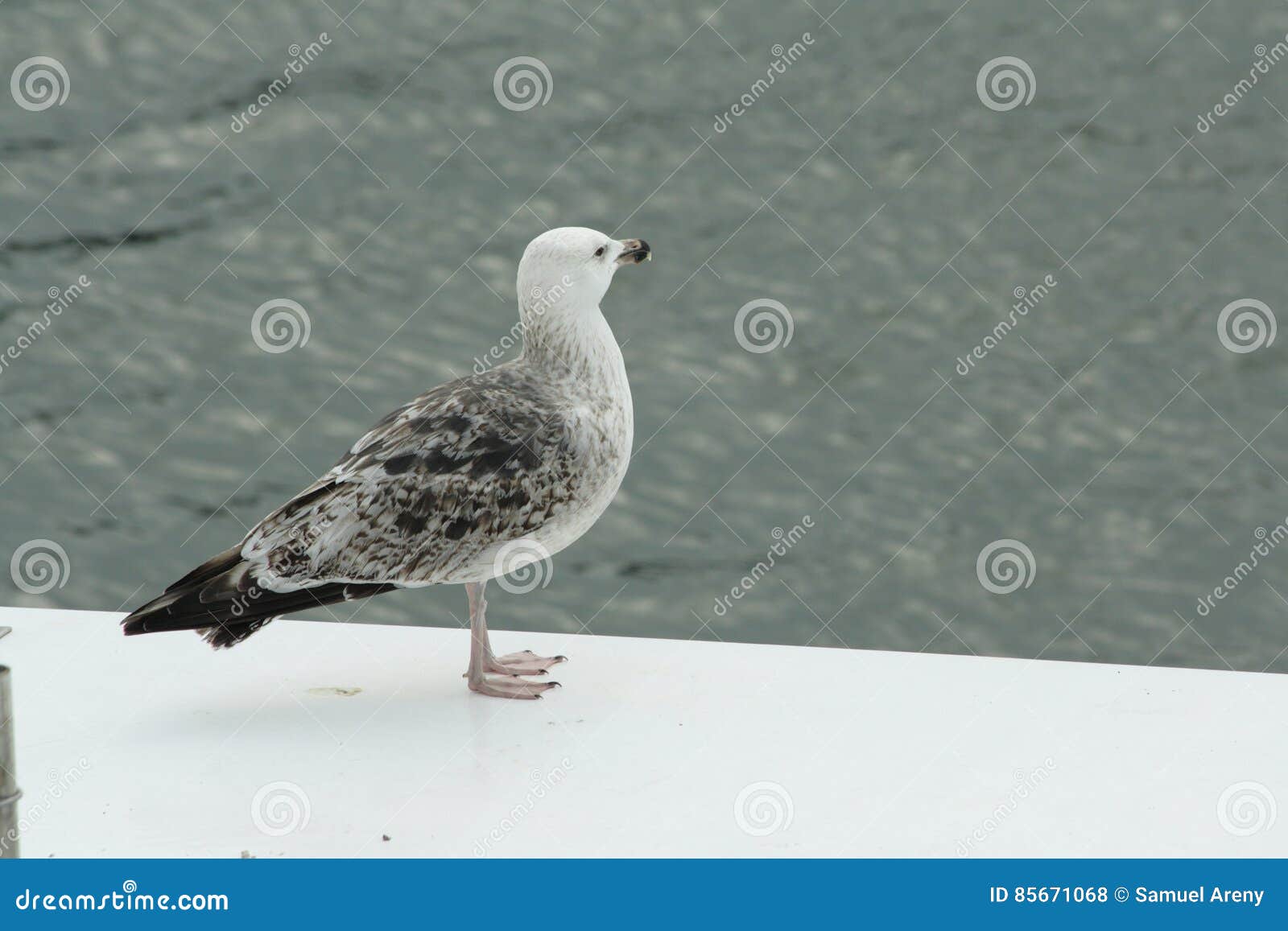 Young herring gull stock photo. Image of marine, young 85671068