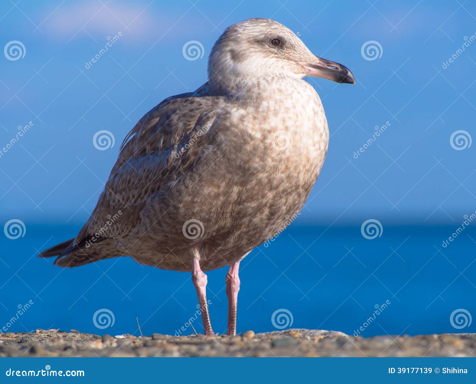 Young Herring Gull Standing at Seaside Stock Image Image of beauty