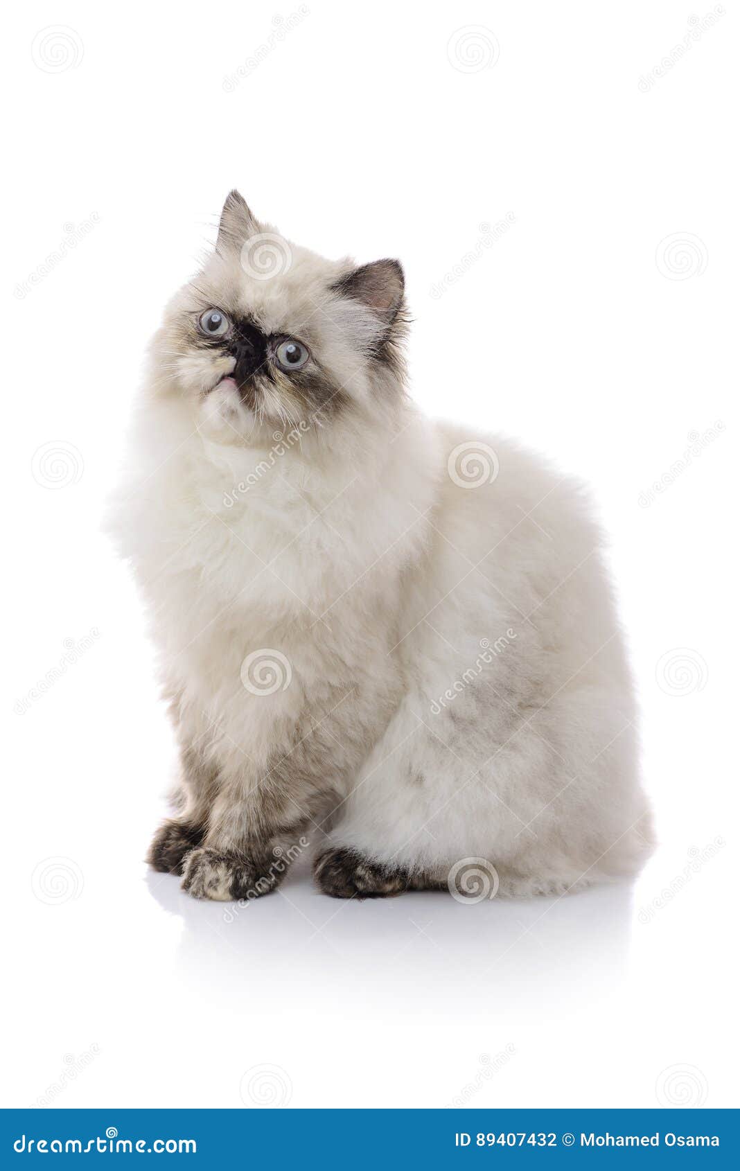 Chocolate Himalayan Kittens