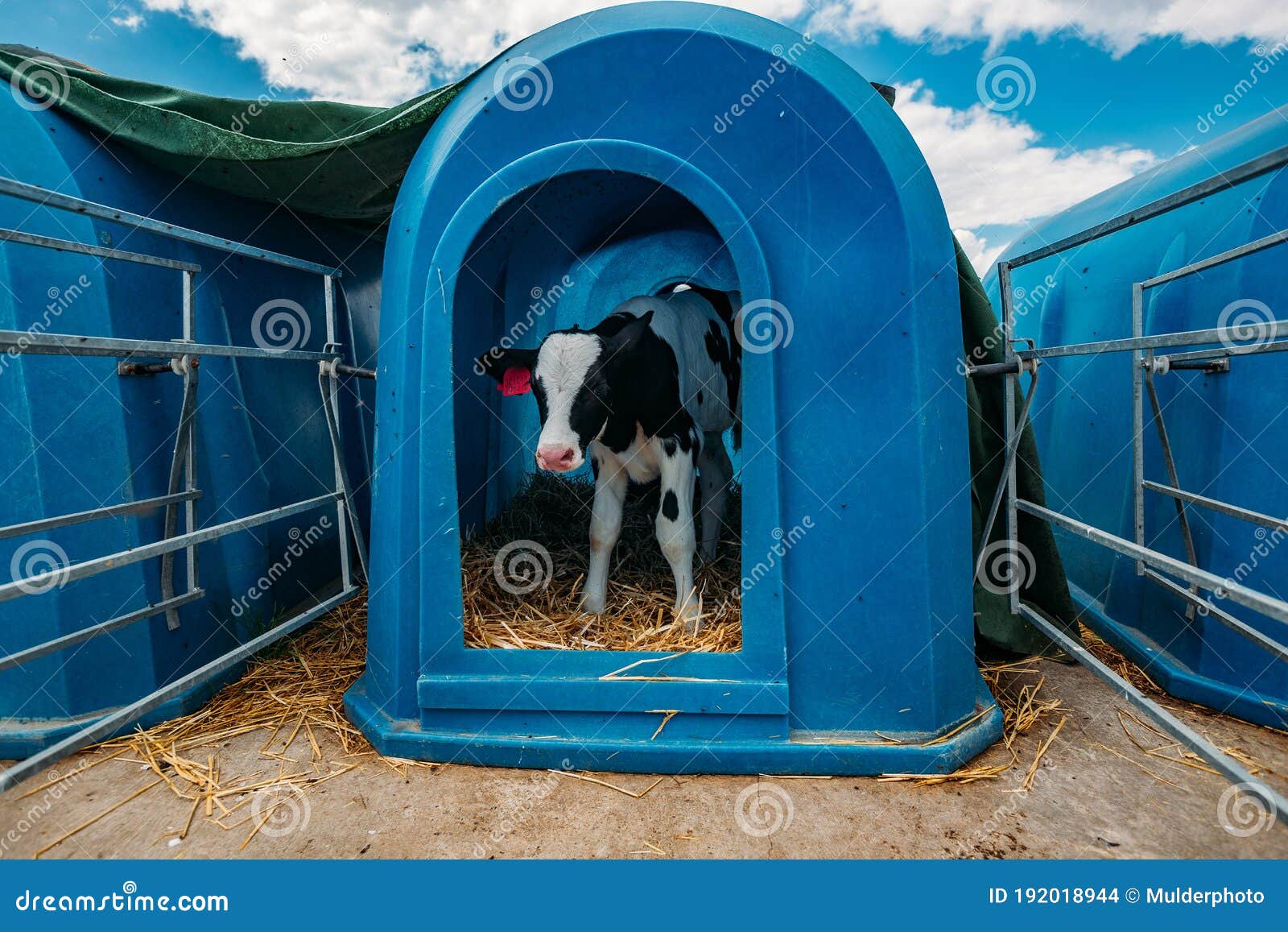 Young Holstein Calf in Blue Calf-house at the Diary Farm Stock Photo ...