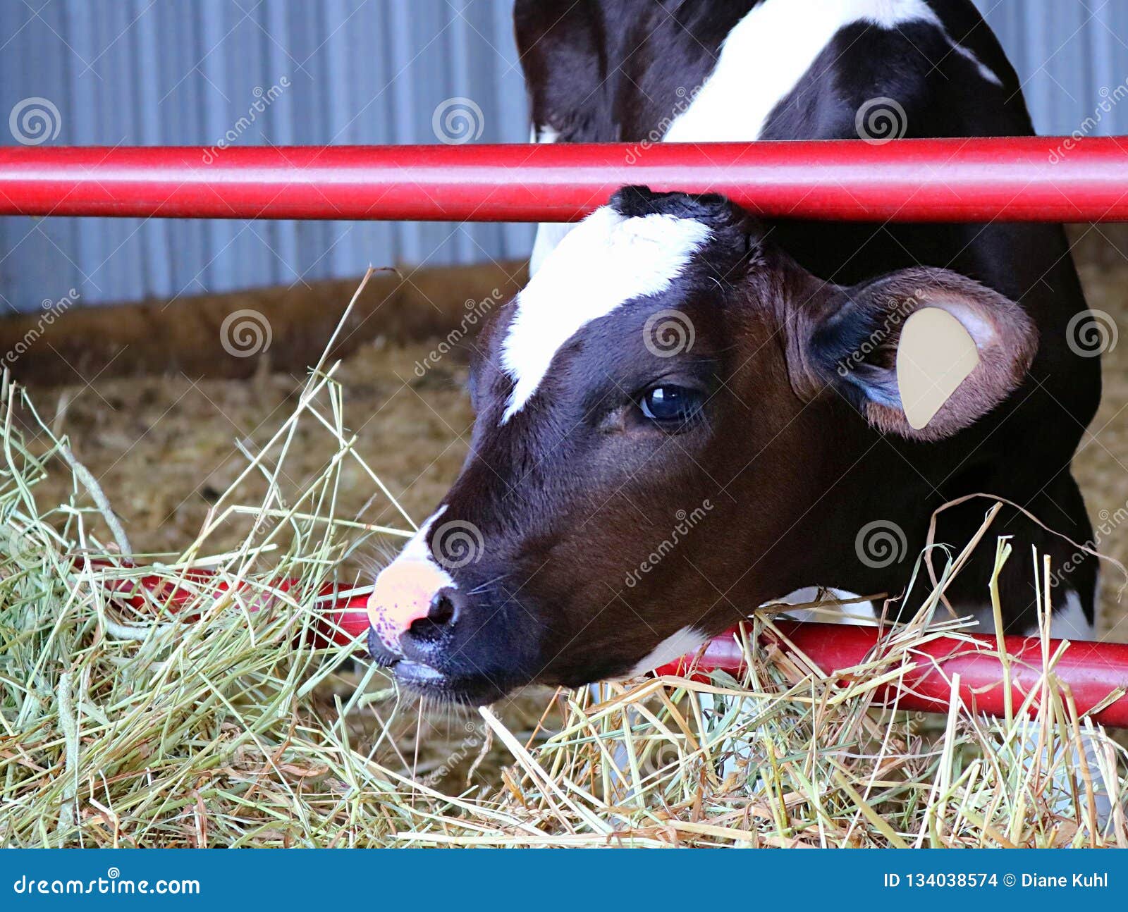 Young Holstein Calf Eating Hay Stock Photo Image of small, white
