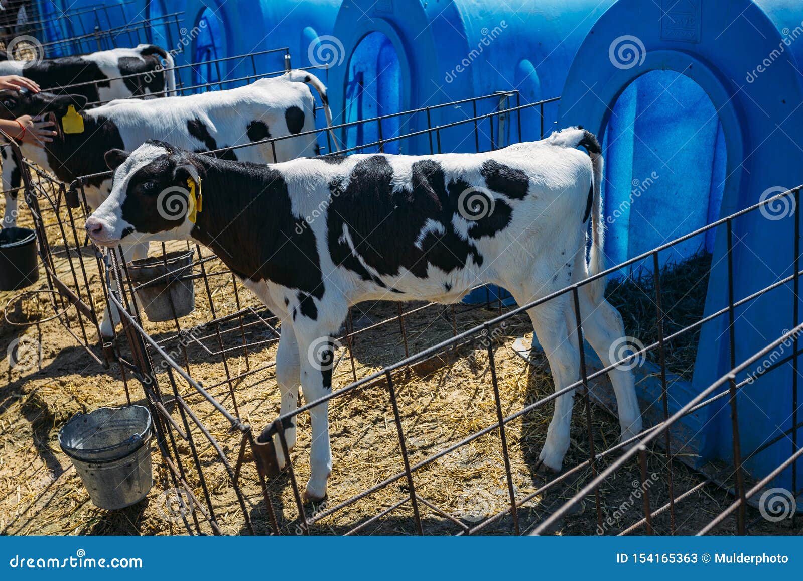 raising holstein bull calves for beef