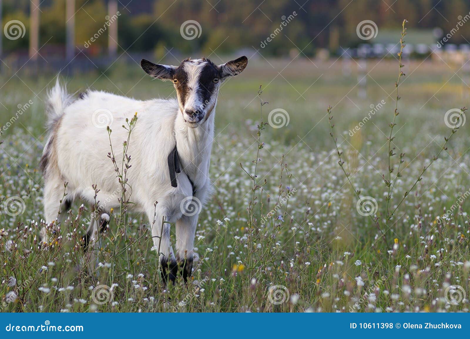 Young hornless goat stock photo. Image of cute, mammal 10611398