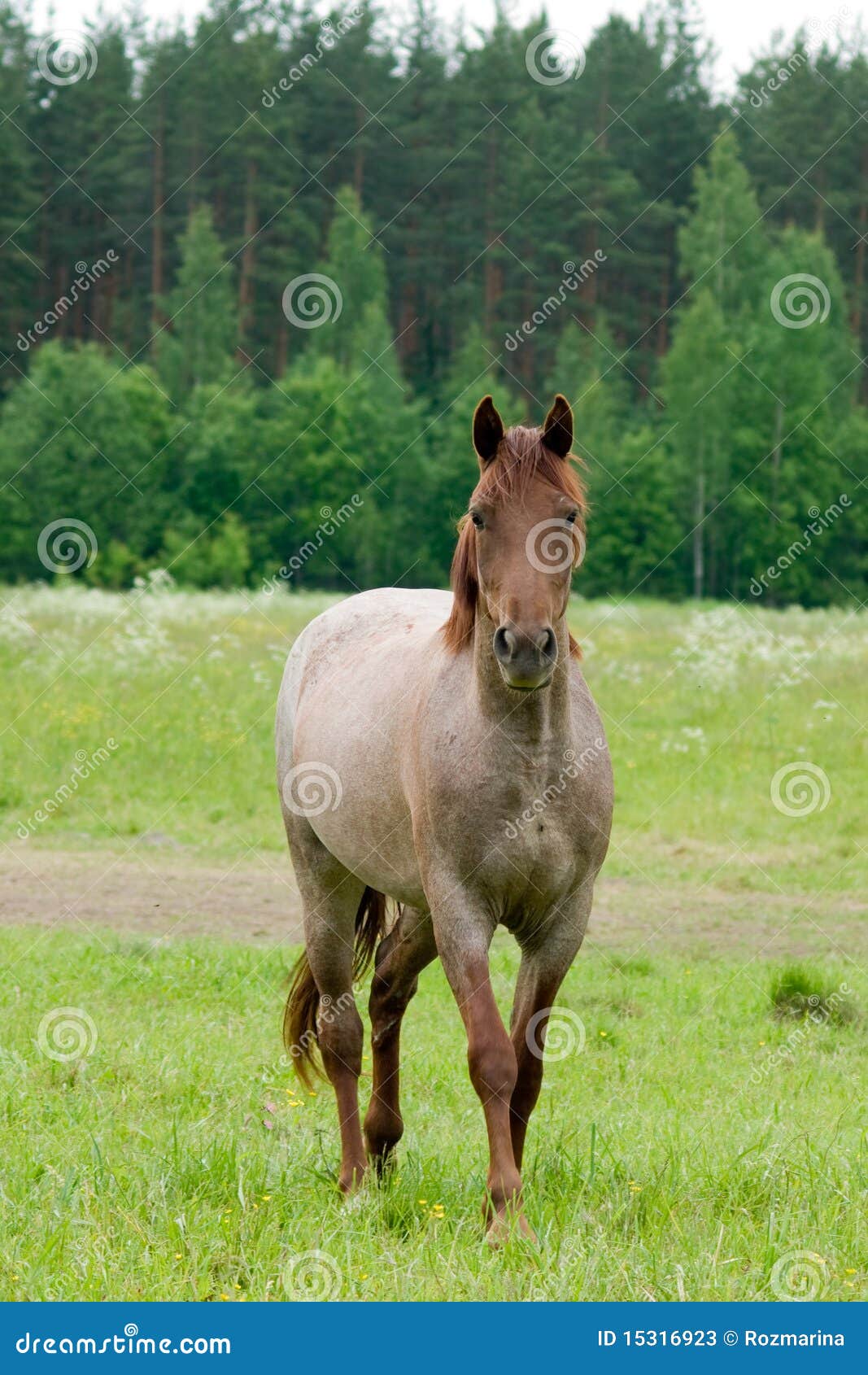 The young horse stock image. Image of stallion, horse 15316923
