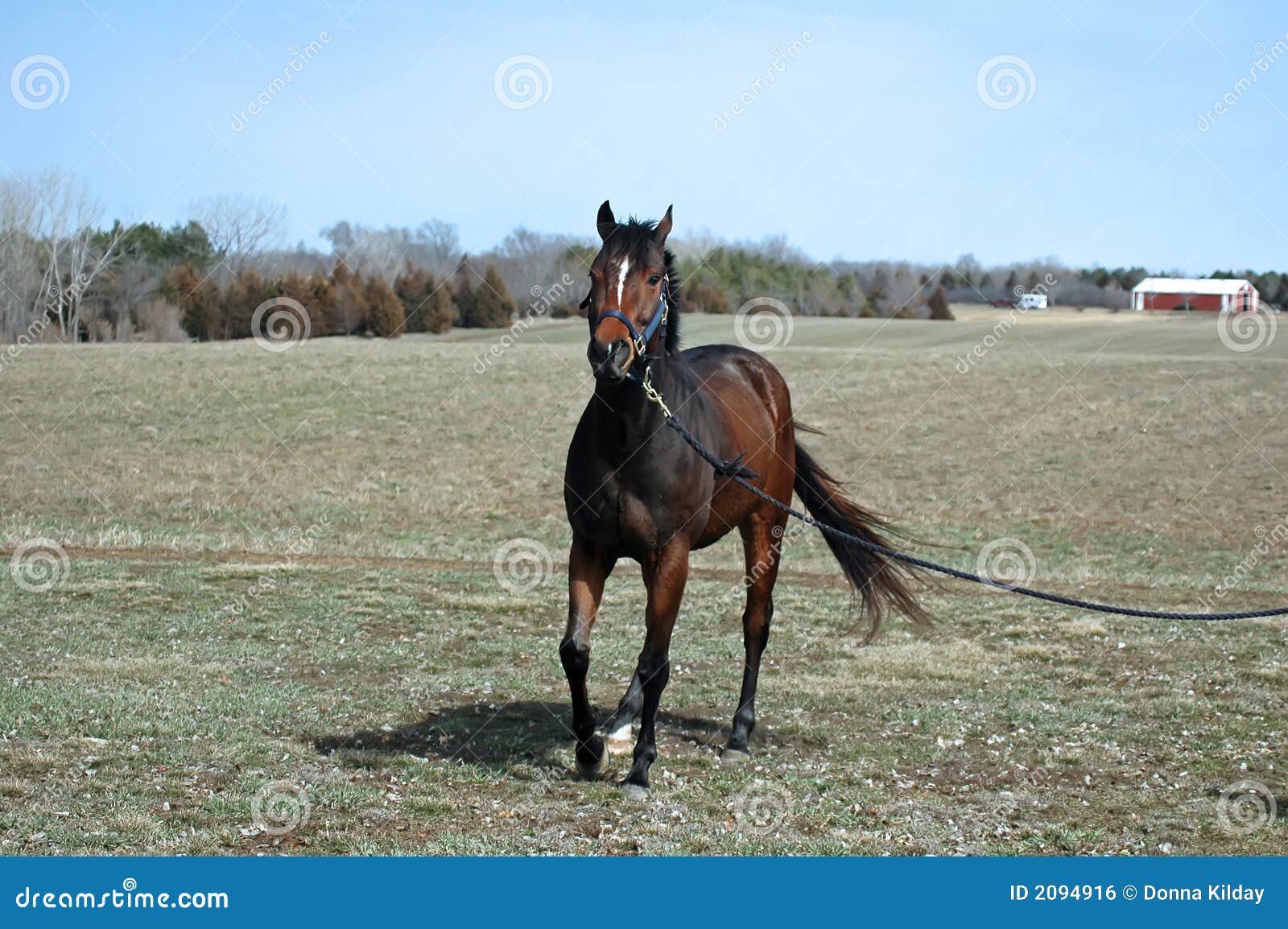Young Horse stock photo. Image of farm, animal, training 2094916
