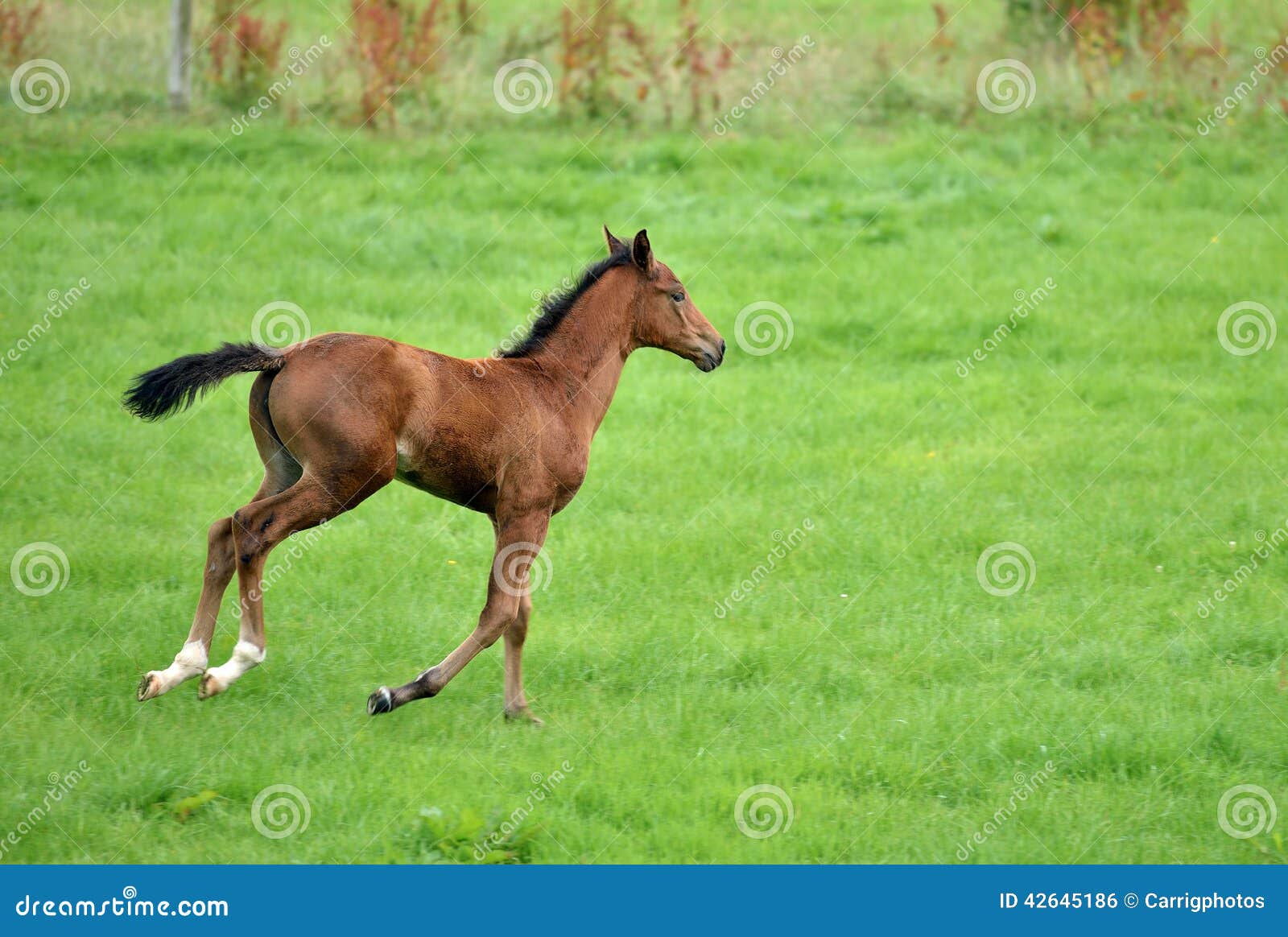 Young Horse stock photo. Image of green, little, black 42645186