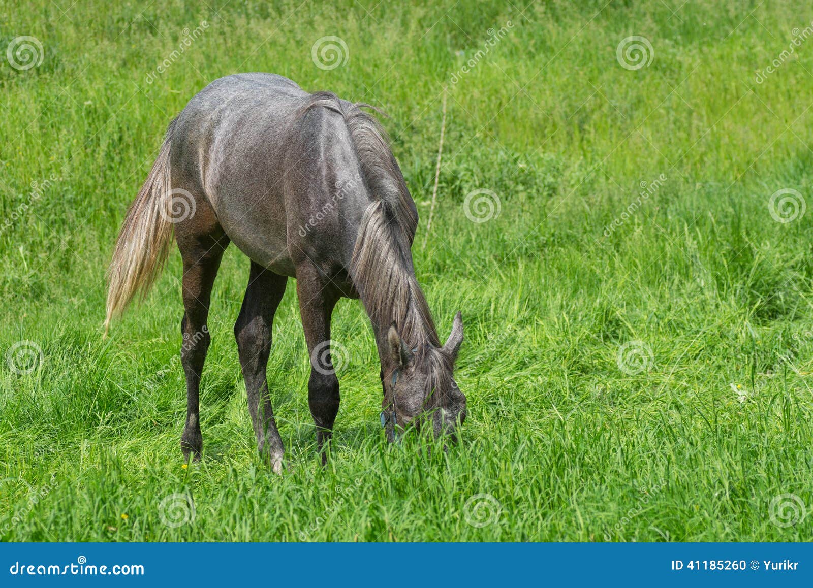 Young Horse Diving into Fresh Grass Stock Photo Image of mammal