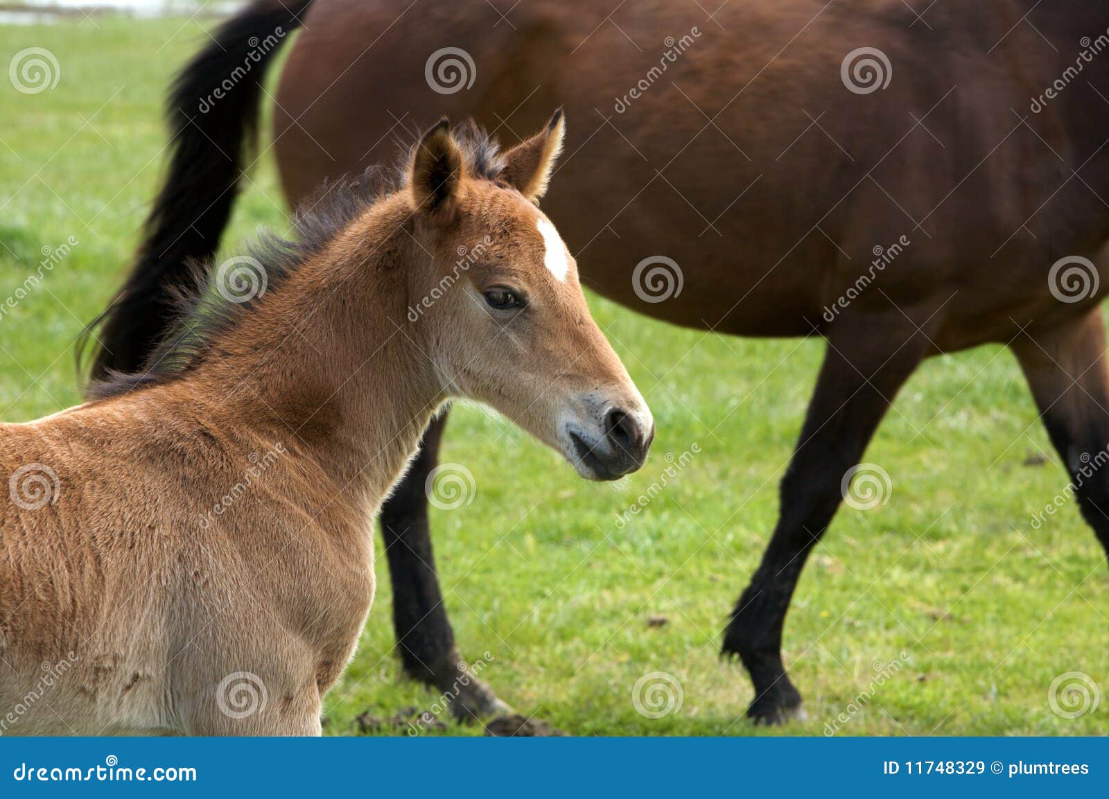 A Young Horse Foal, Filly Standing in a Field Mead Stock Image - Image ...