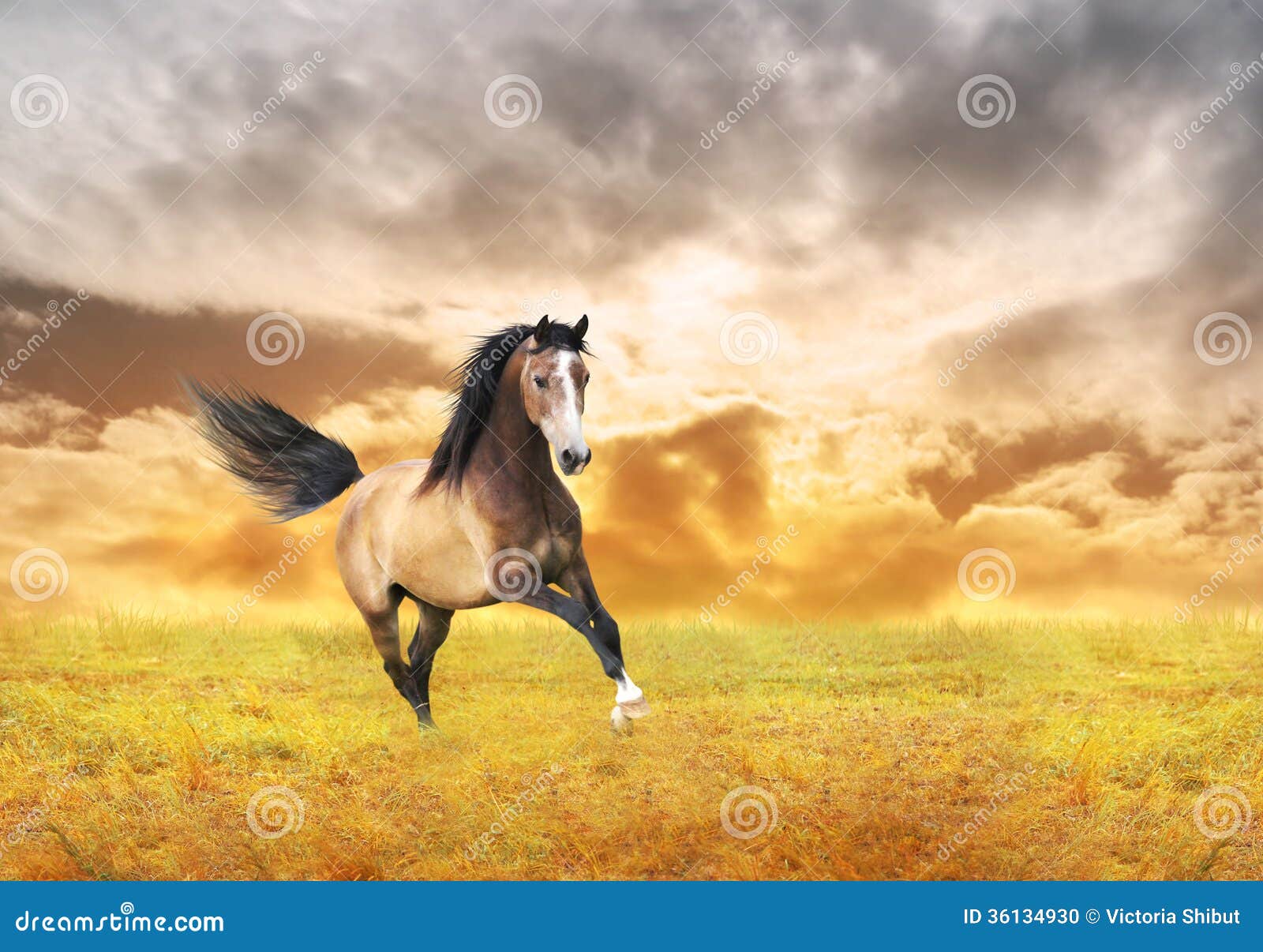Young Horse Galloping in Autumn Field Stock Photo Image of field