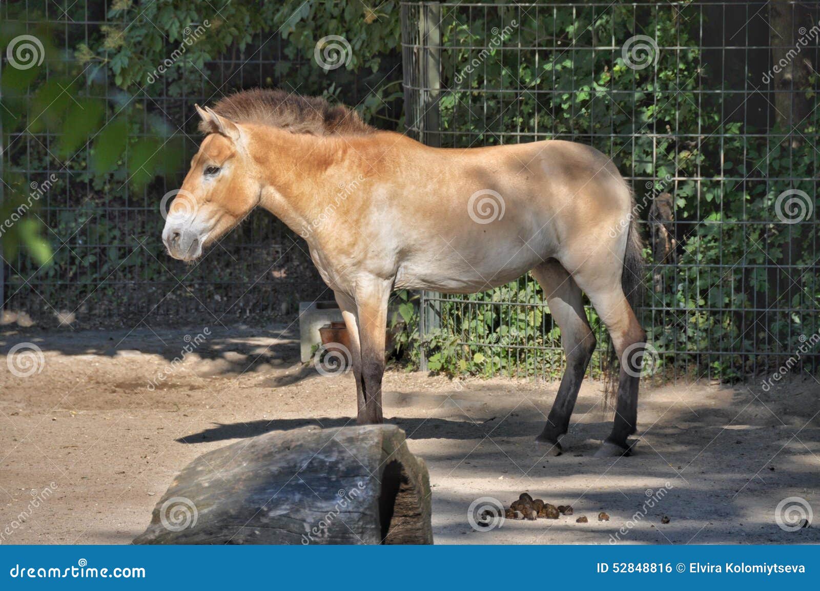 Horse Mixed With Donkey Turned Hinny Stock Photo Image Of Hack Family 52848816
