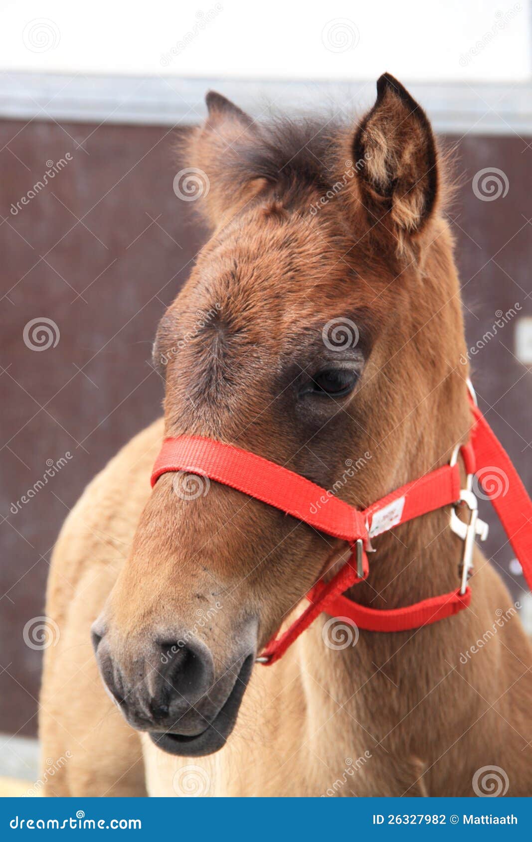 Young Horse with Red Bridle Stock Photo Image of nature, closeup
