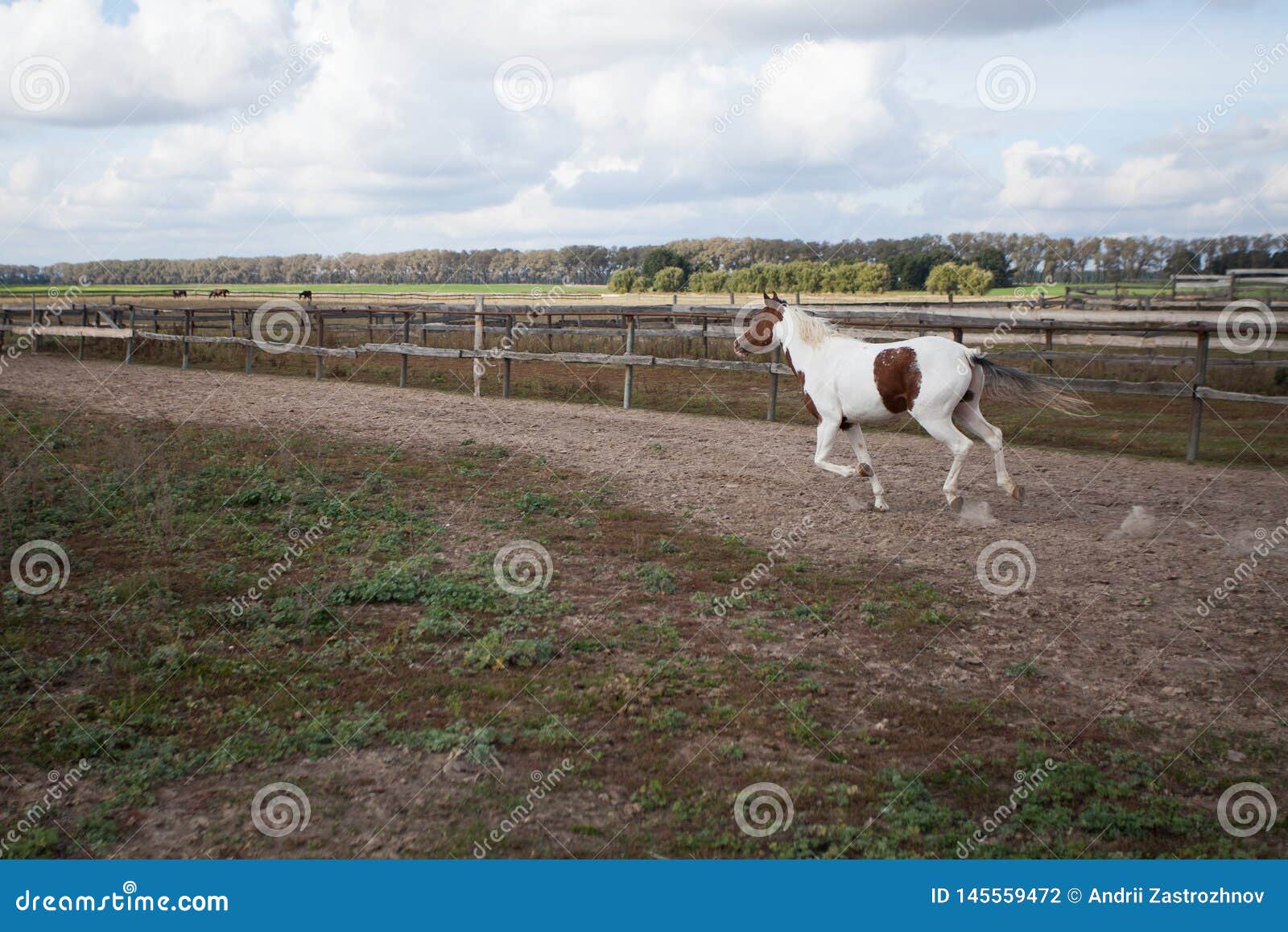 A Young Horse Running in a Stable at a Gallop Stock Photo Image of