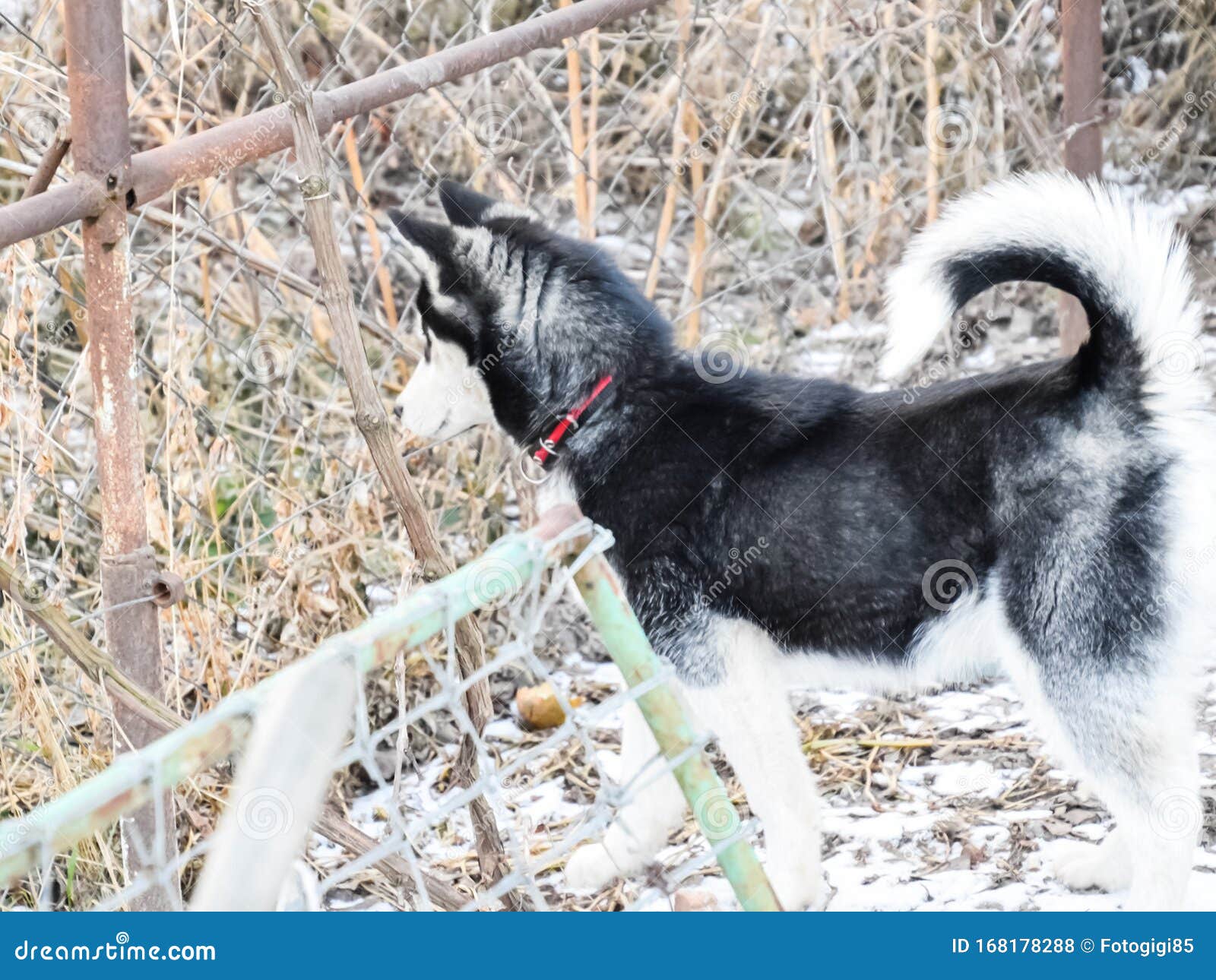 Young Husky Dog Standing by a Fence from the Stock Photo Image of happy, blue 168178288