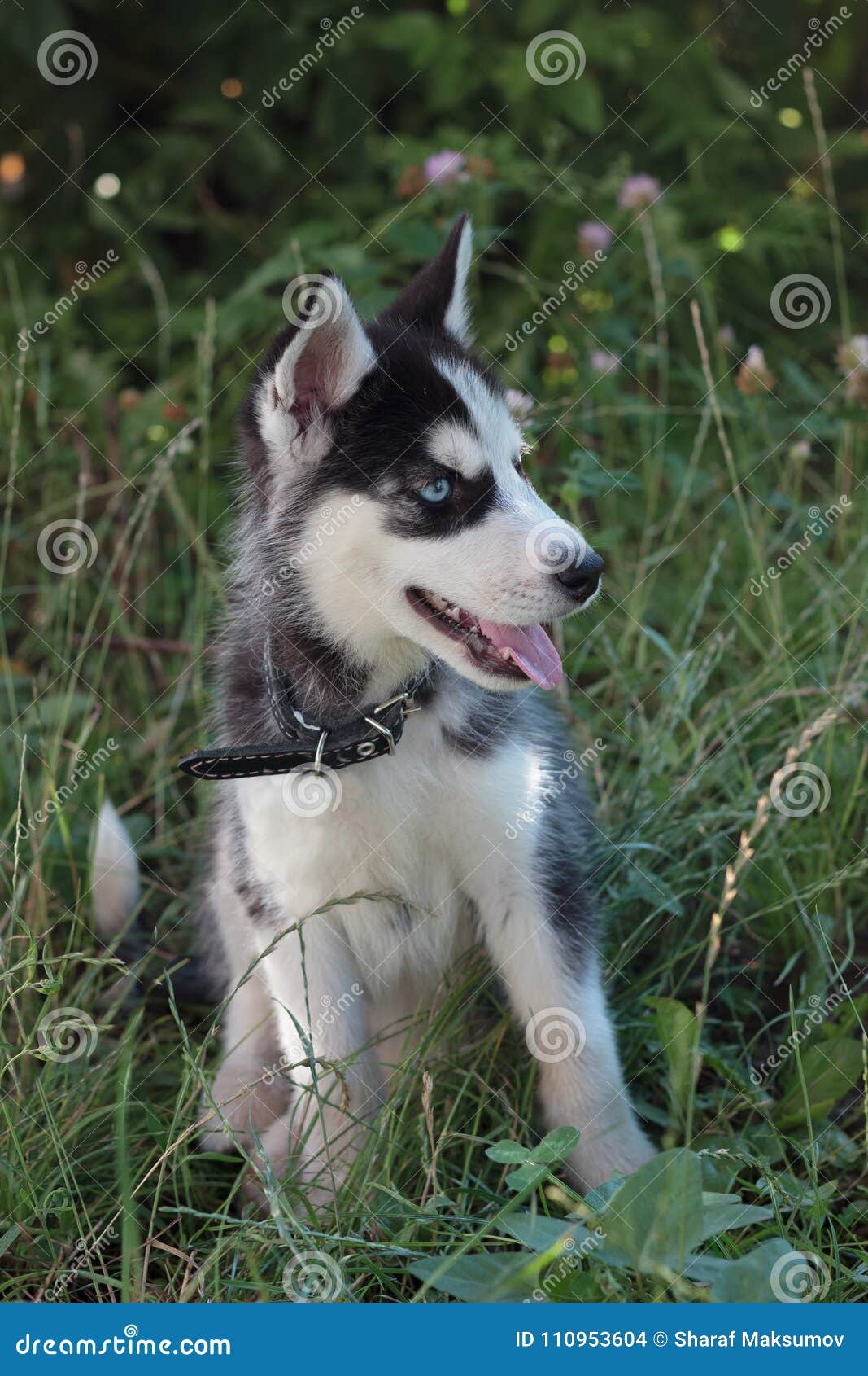 young husky