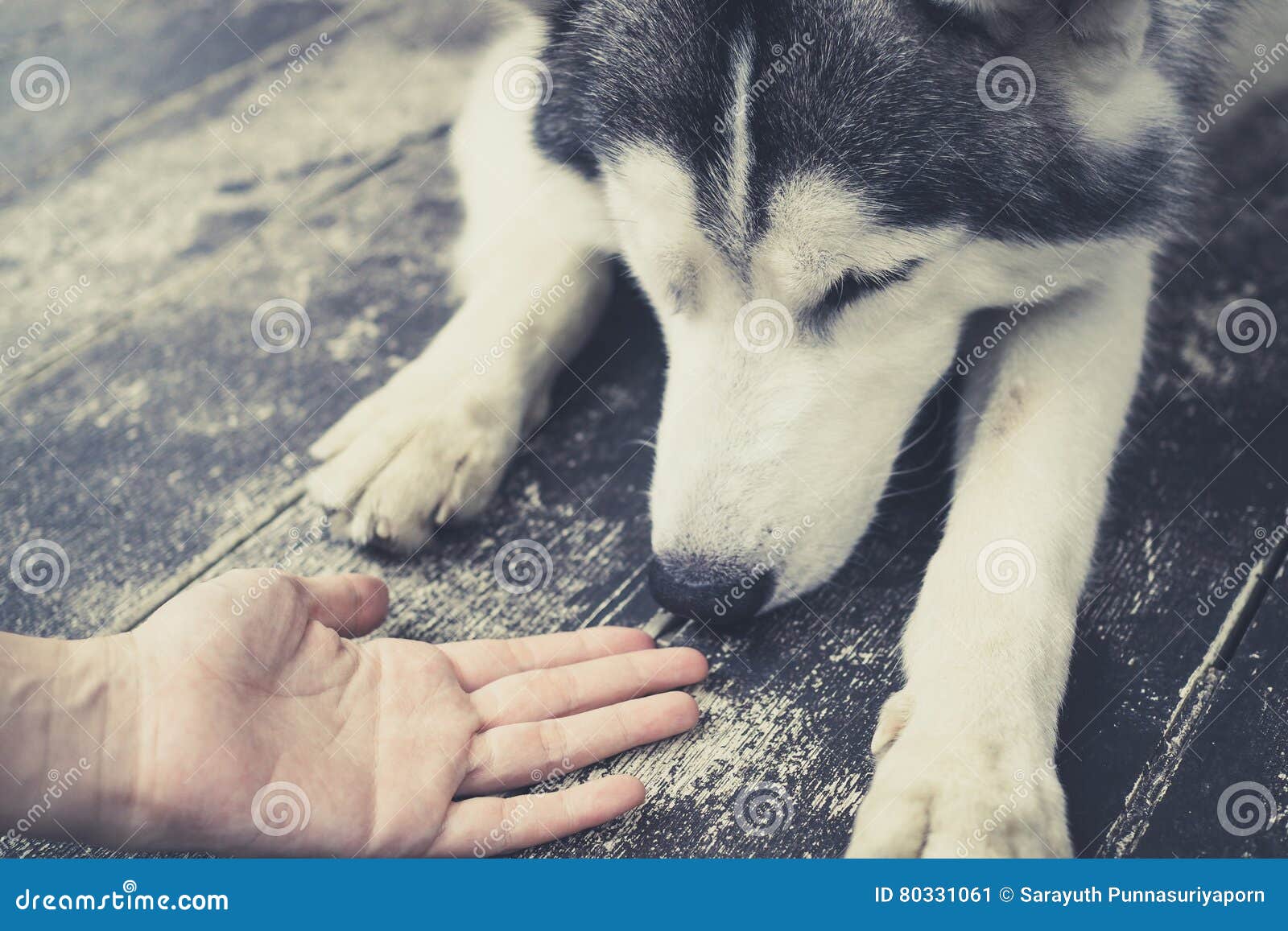 Young Husky Siberian Dog Sniffing at Human Hands Stock Image Image of