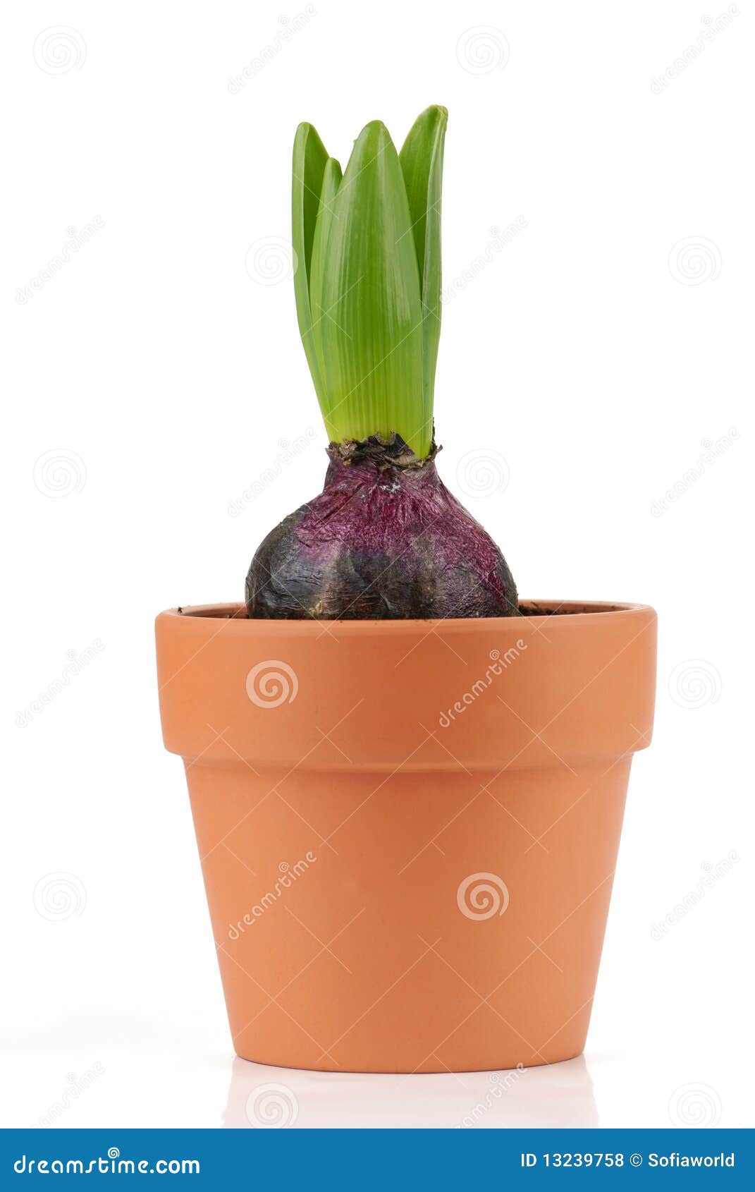 Young hyacinth stock photo. Image of flower, petal, present 13239758