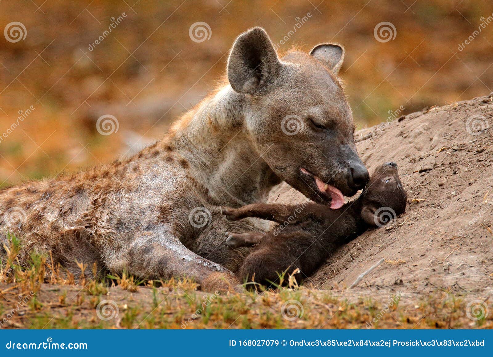 72,715 Angry Animal Stock Photos - Free & Royalty-Free Stock Photos from Dreamstime 72,715 Angry Animal Stock Photos - Free & Royalty-Free Stock Photos from Dreamstime