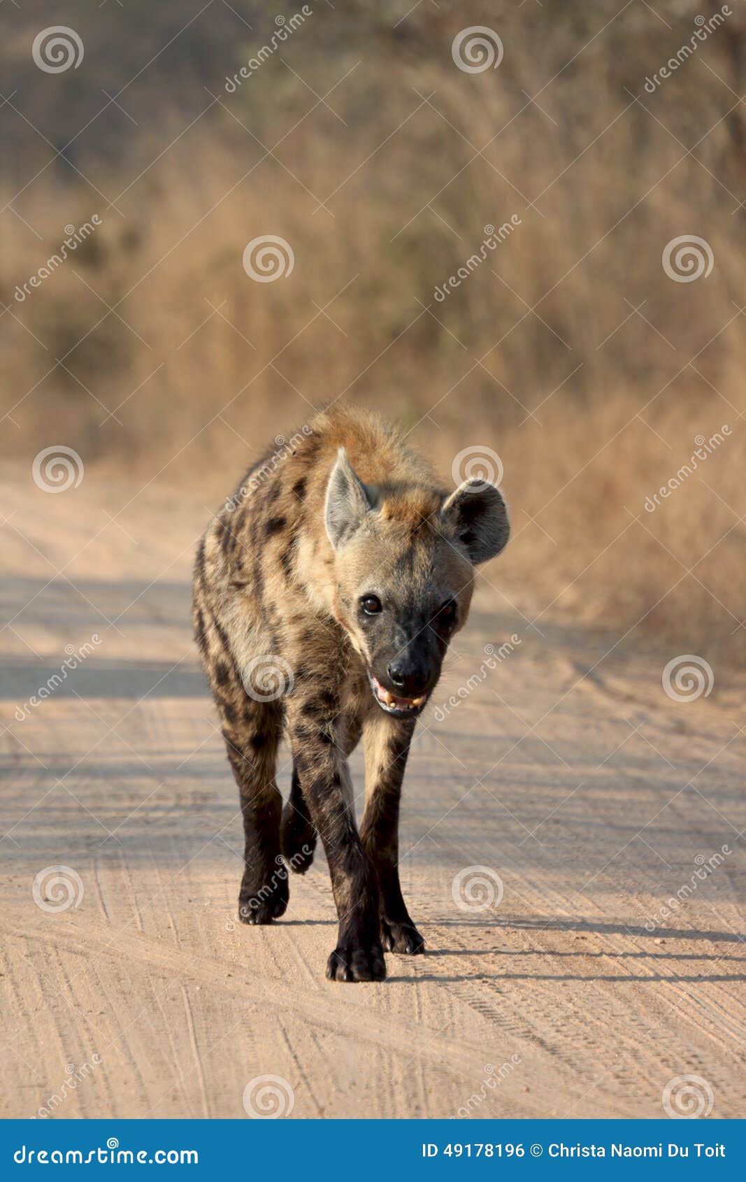 young hyena