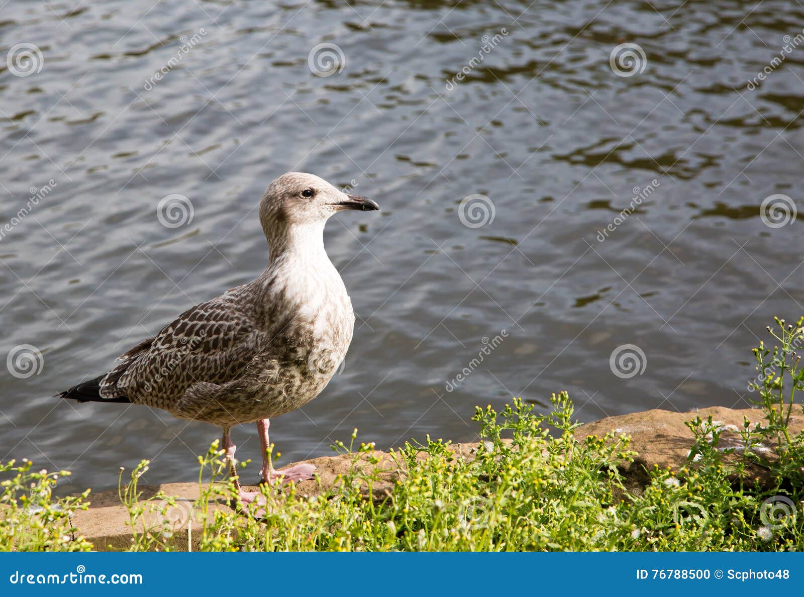 Young Immature Herring Gull Stock Photo Image of daytime, juvenile