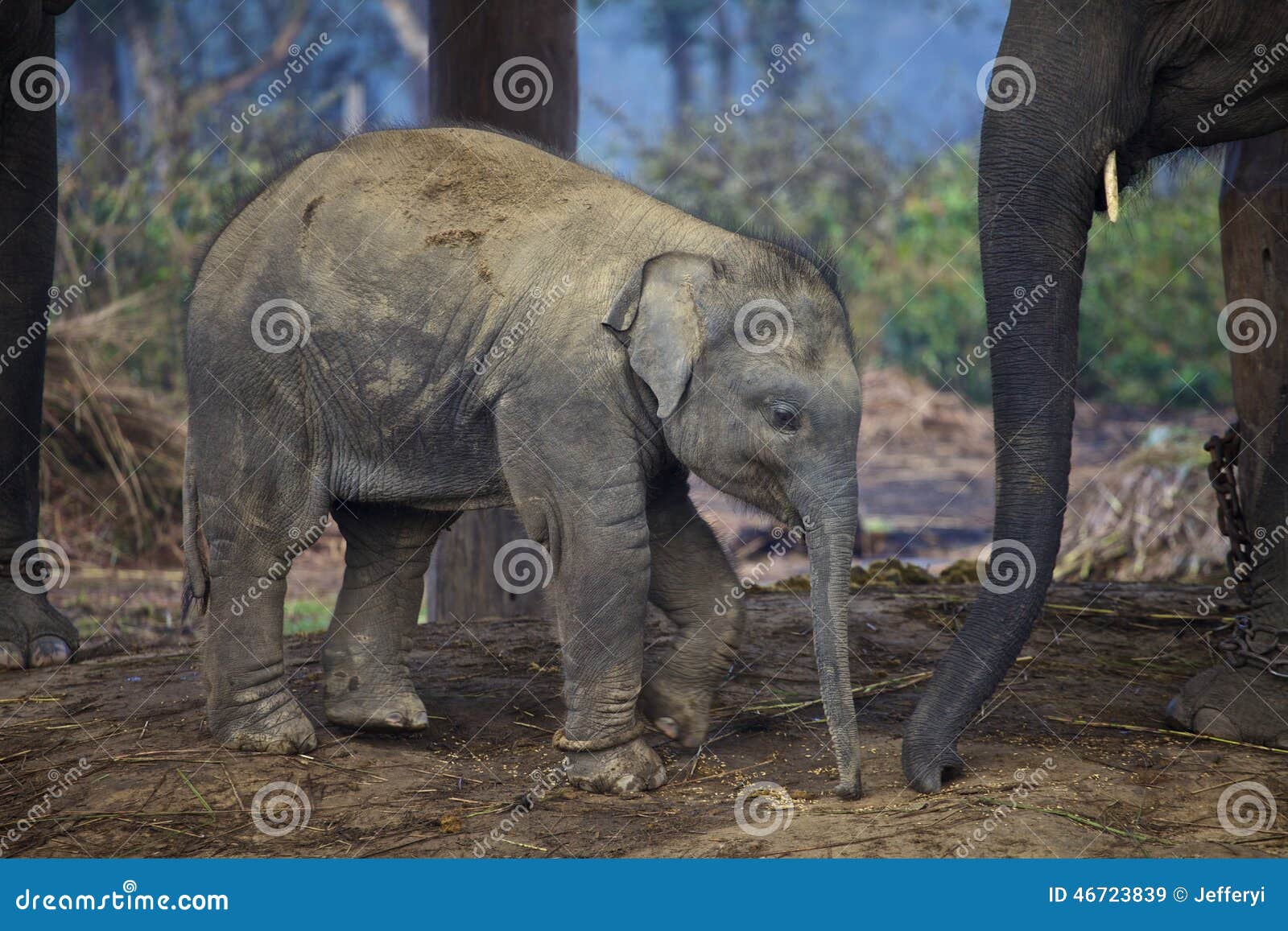 Mature indian elephants