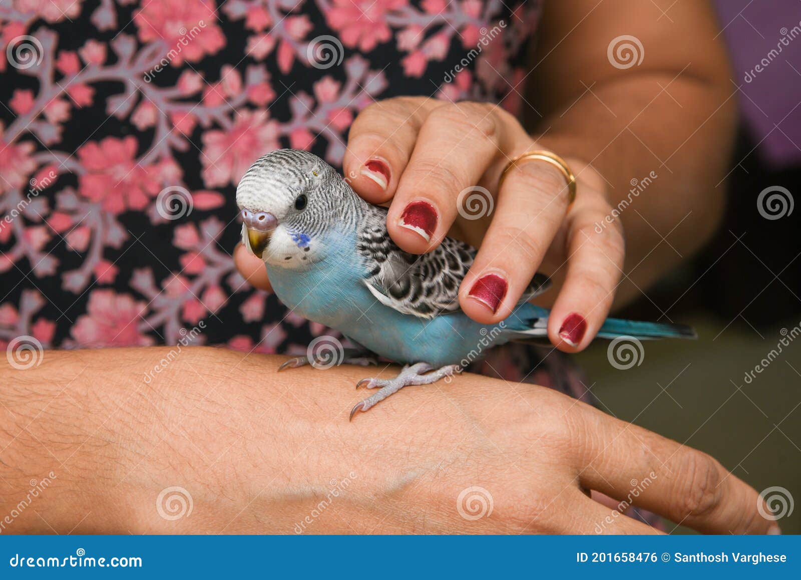 Young Indian Girl Feeding Pet Bird Budgie Chick or Baby Love Bird with Her Hand Stock Photo - Image of finger, caring: 201658476 Young Indian Girl Feeding Pet Bird Budgie Chick or Baby Love Bird with Her Hand Stock Photo - Image of finger, caring: 201658476