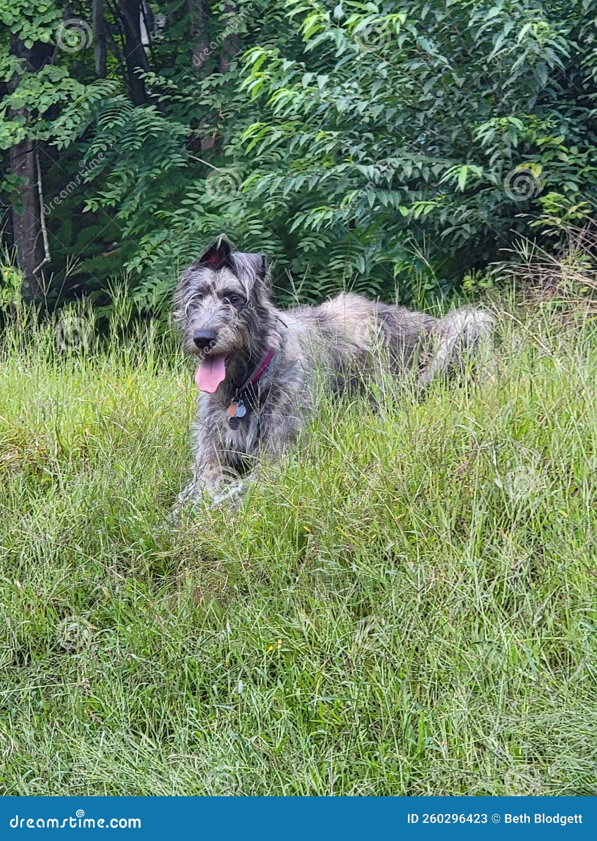 young irish wolfhound all tuckered out