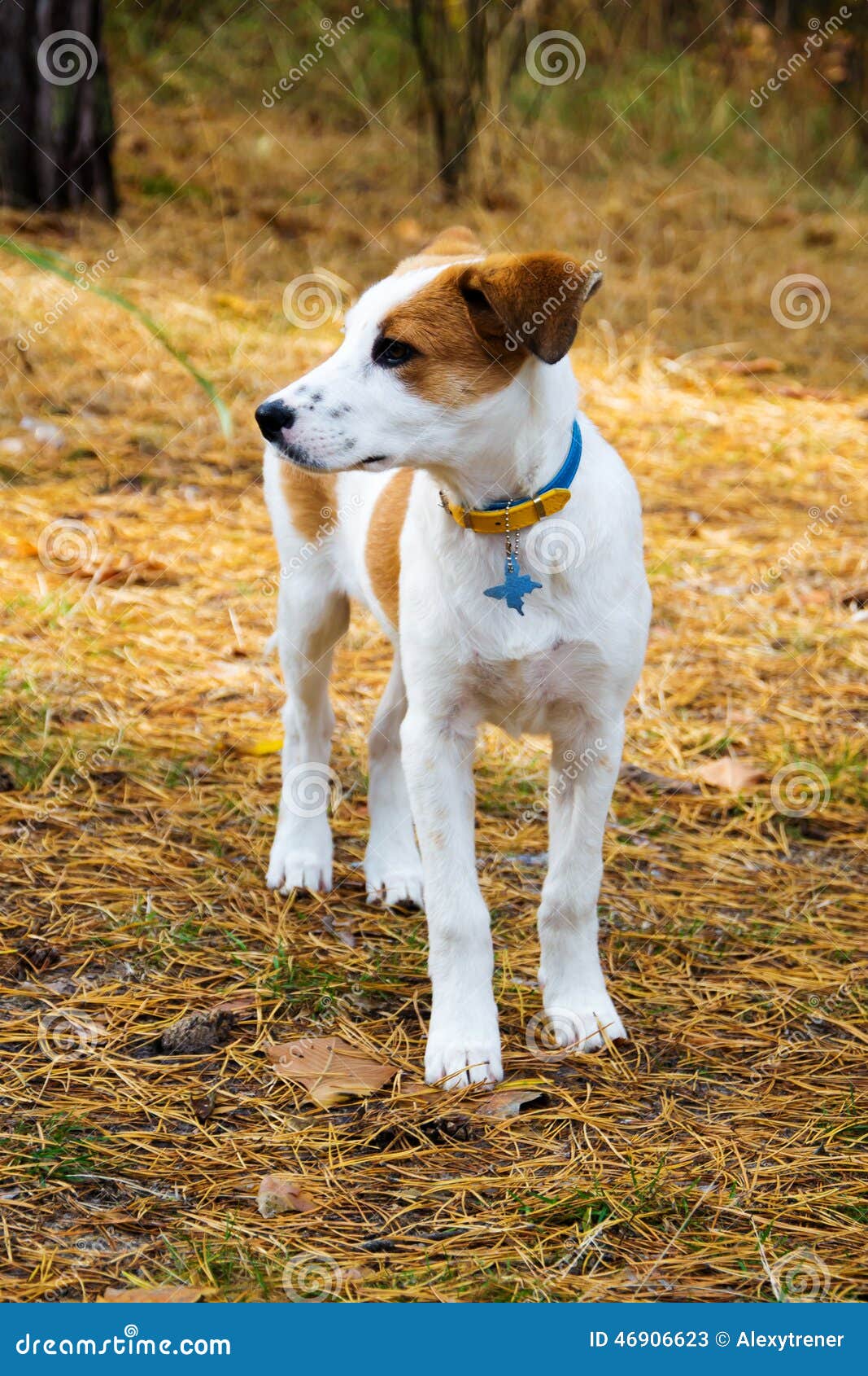 Young Istrian Shorthaired Hound Dog Standing In Stock Image Image Of Pedigree Drop 46906623