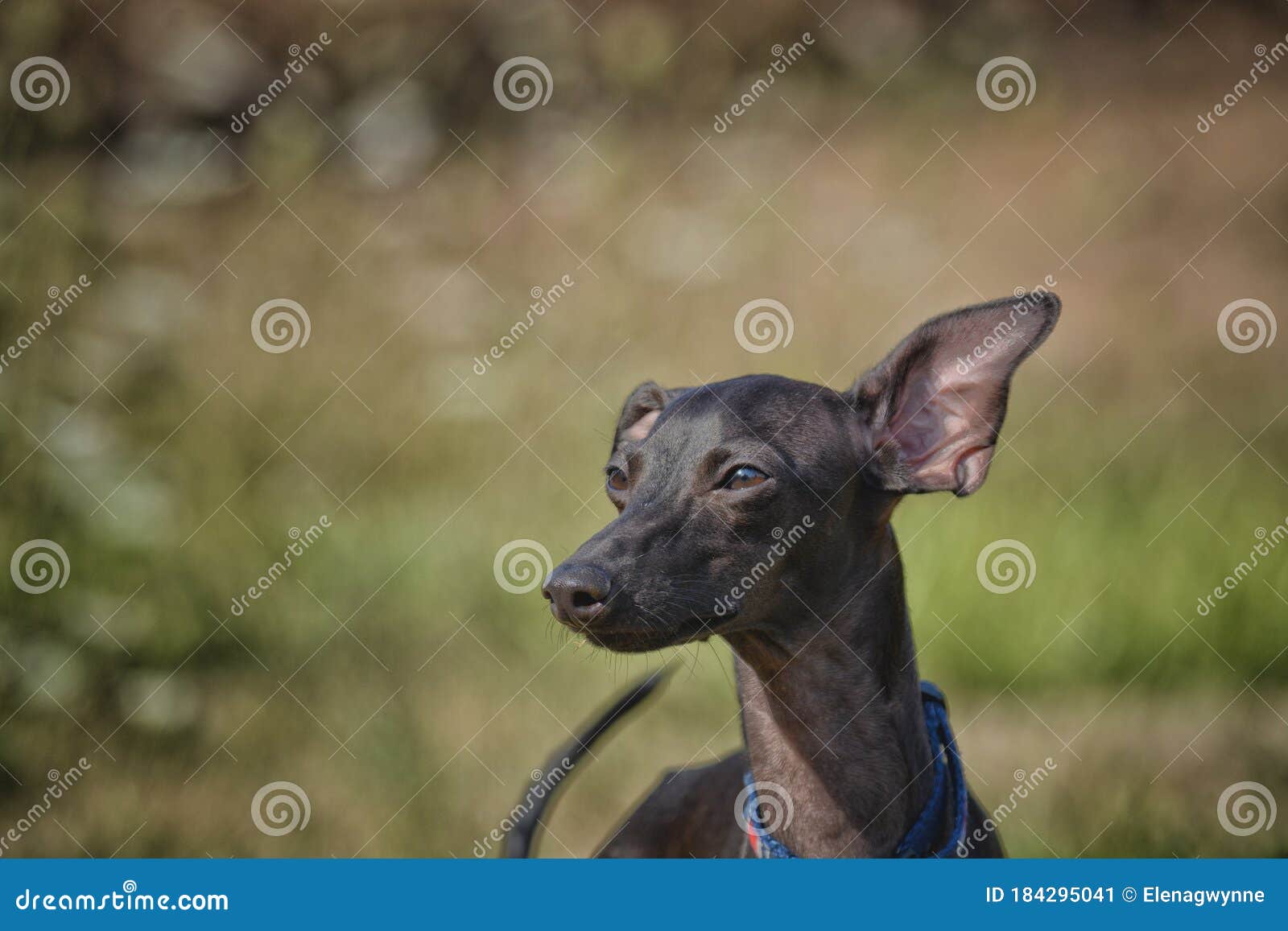Young Italian Greyhound Portrait with Flapping Ears Stock Image Image