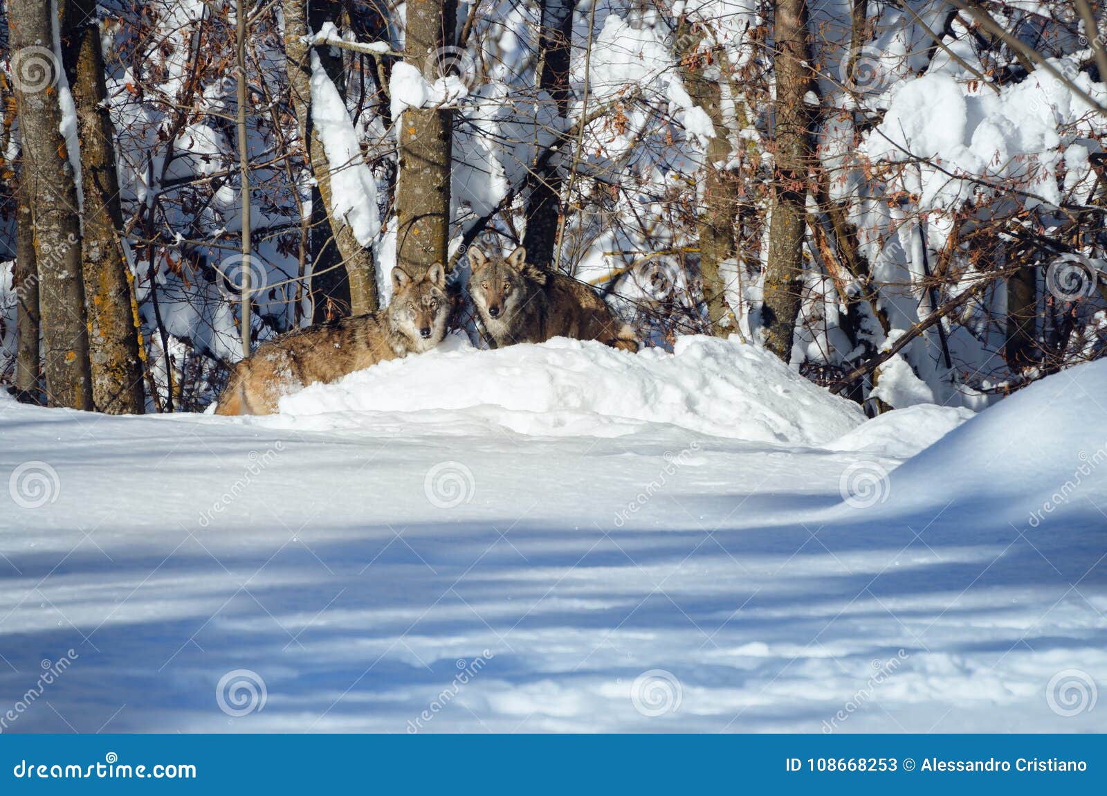young italian wolf in the snow